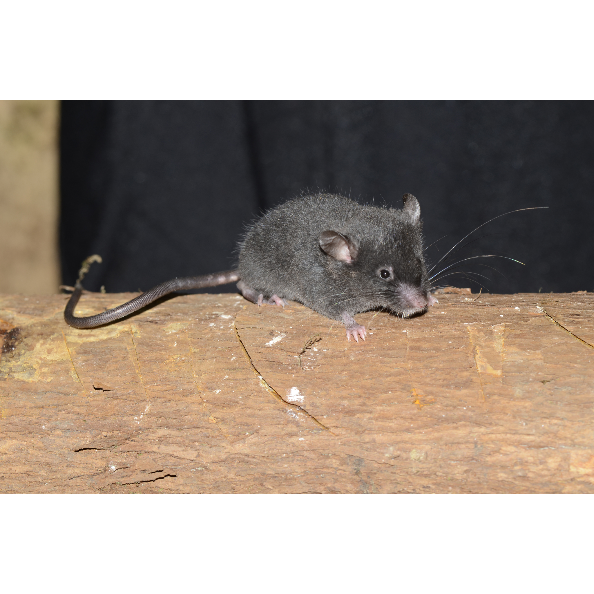 mouse genus species