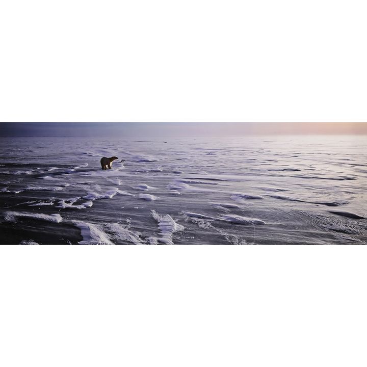Photograph, Thomas Mangelsen