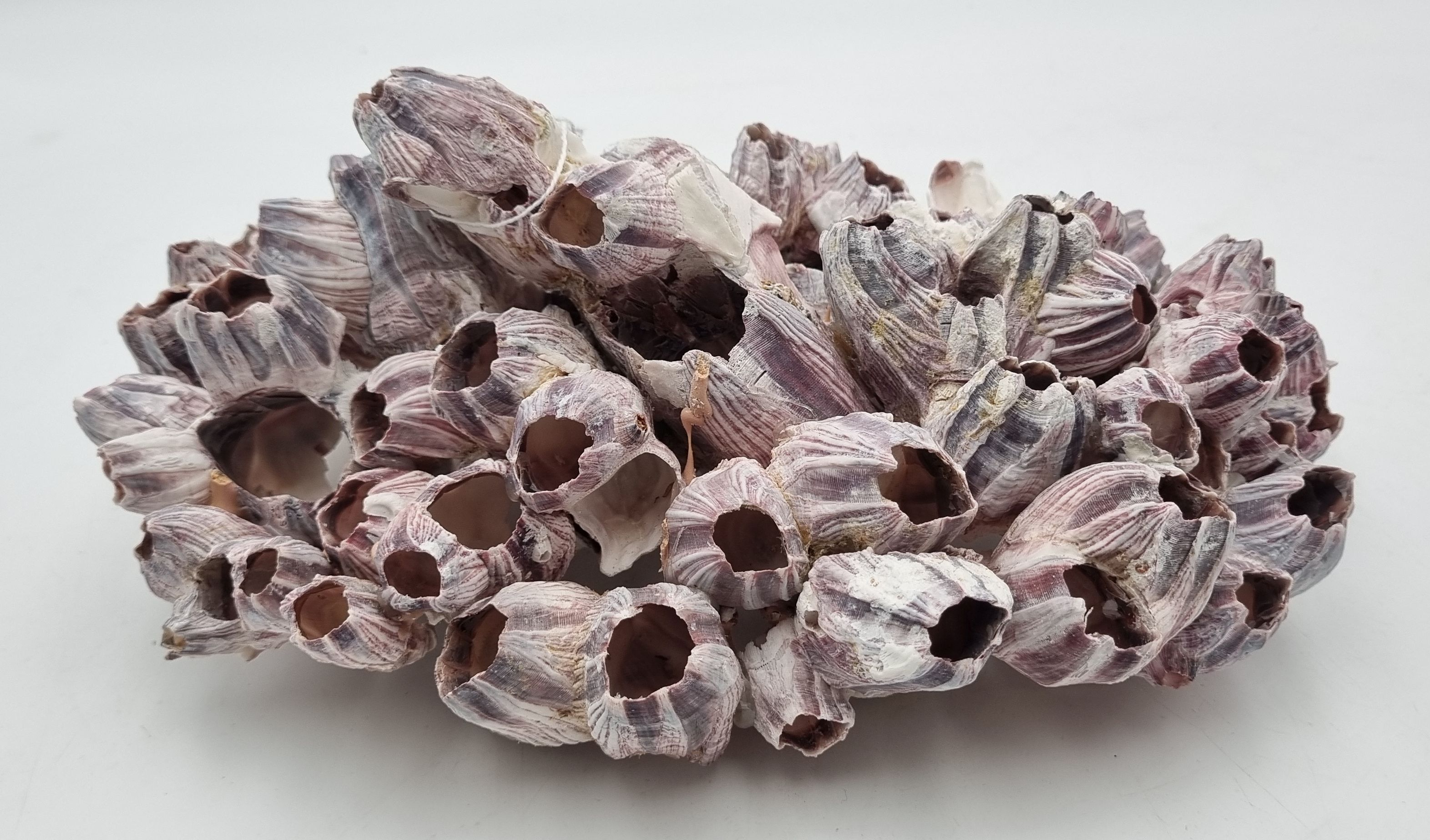 A Barnacle Coral Specimen