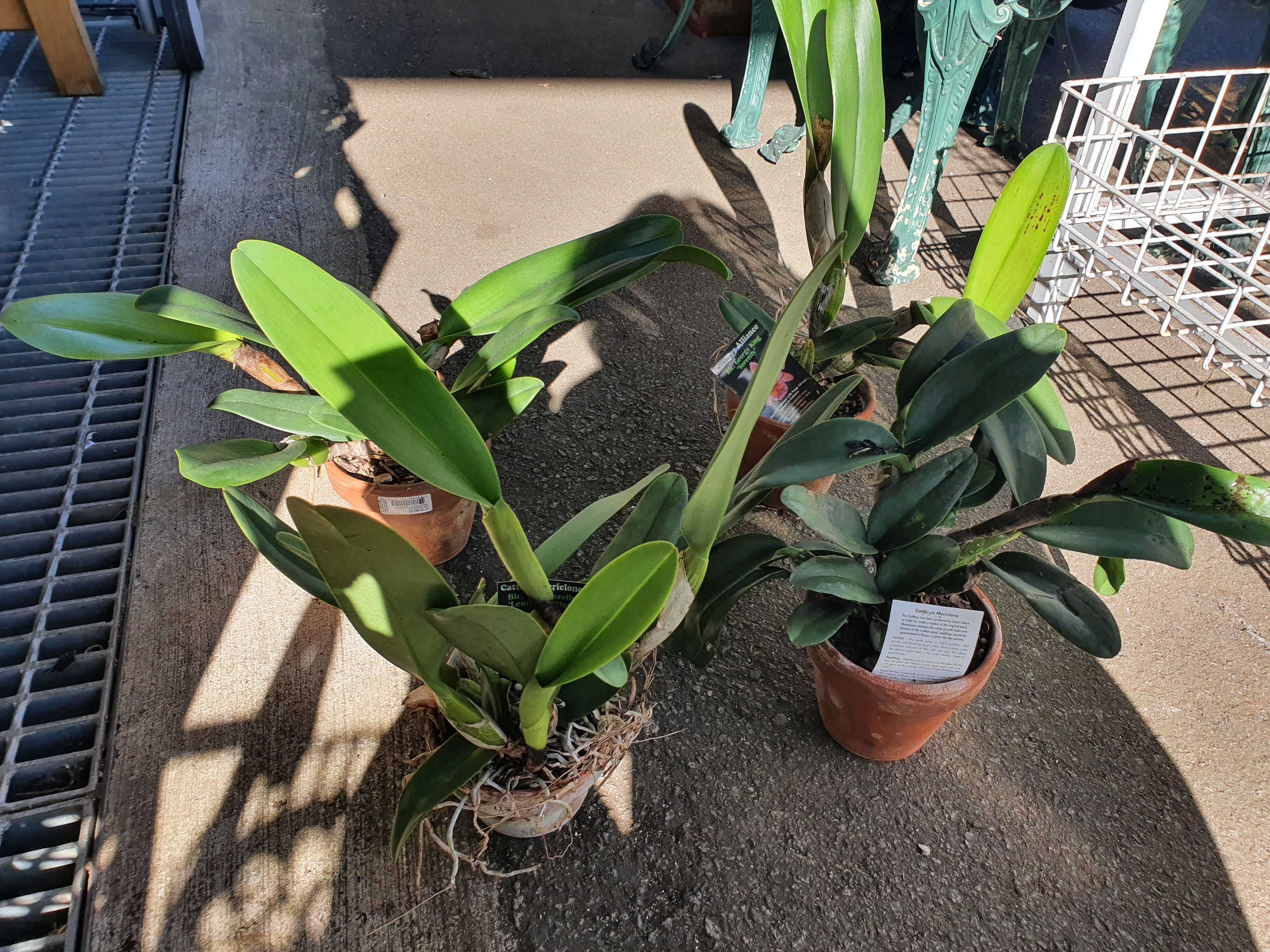 One Tub Of 3 Bush Orchids
