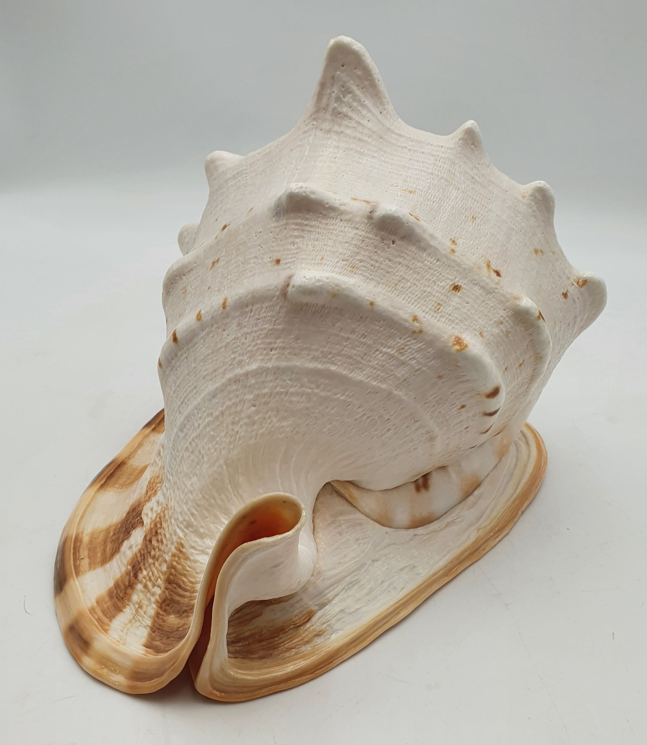170 · A LARGE CASSIS CORNUTA (HELMET) SHELL