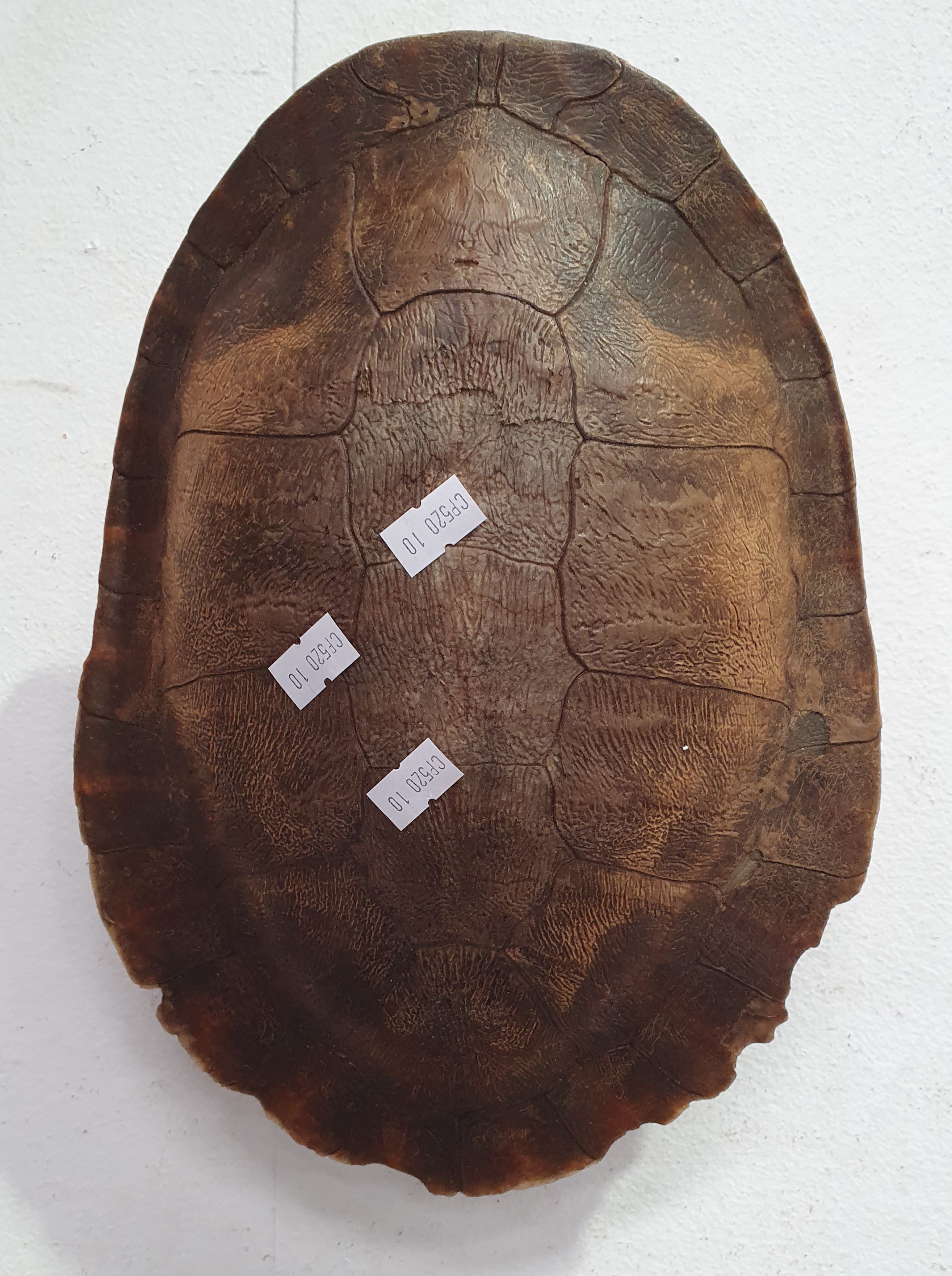 A Tortoise Shell