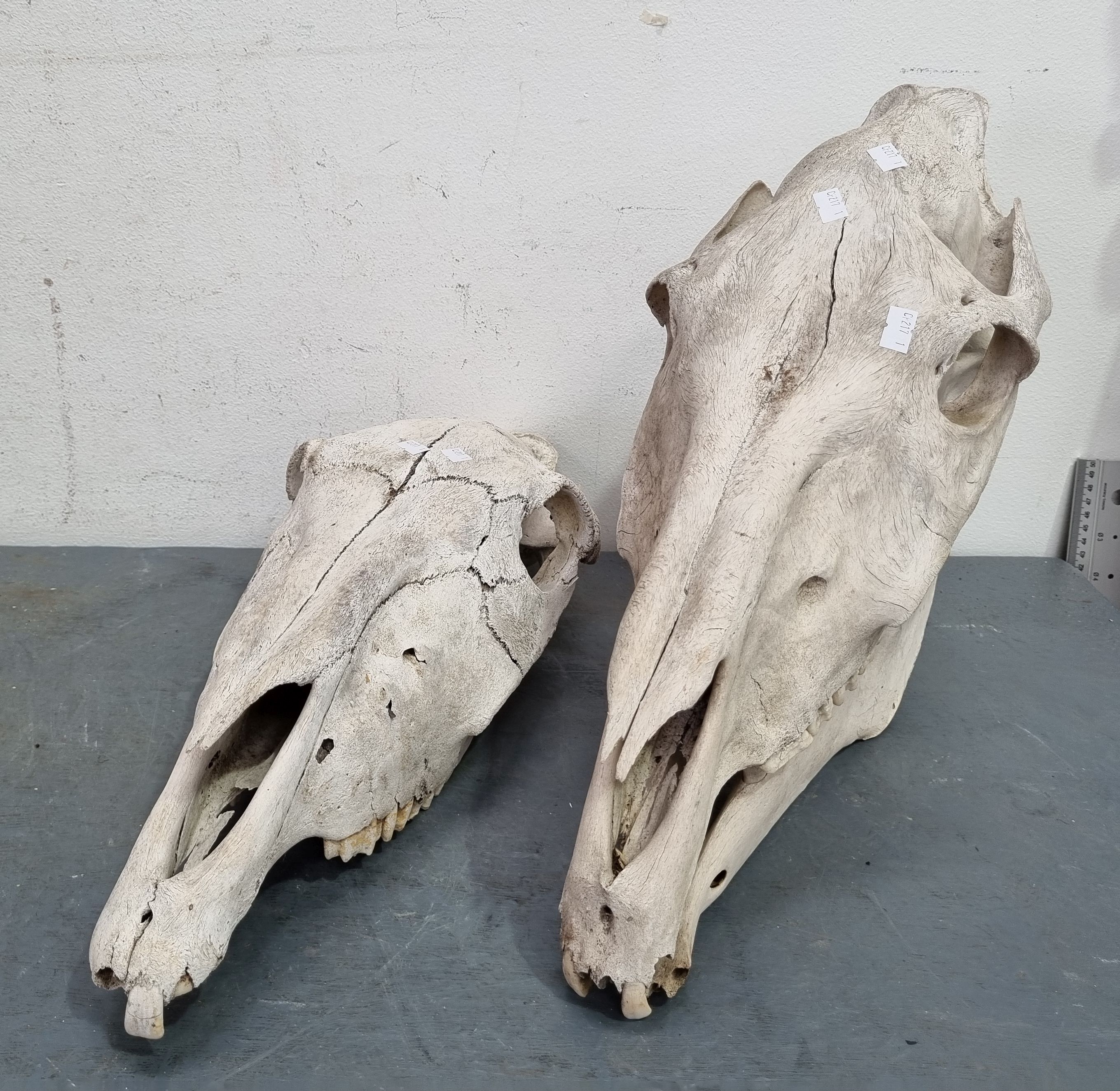 Two Horse Skulls