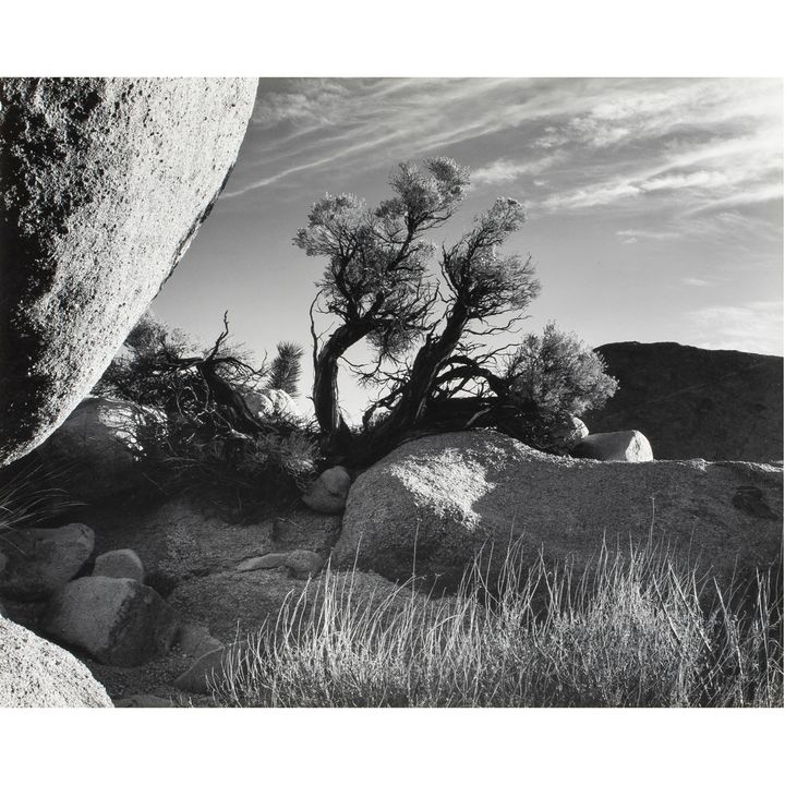 Photograph, Brett Weston
