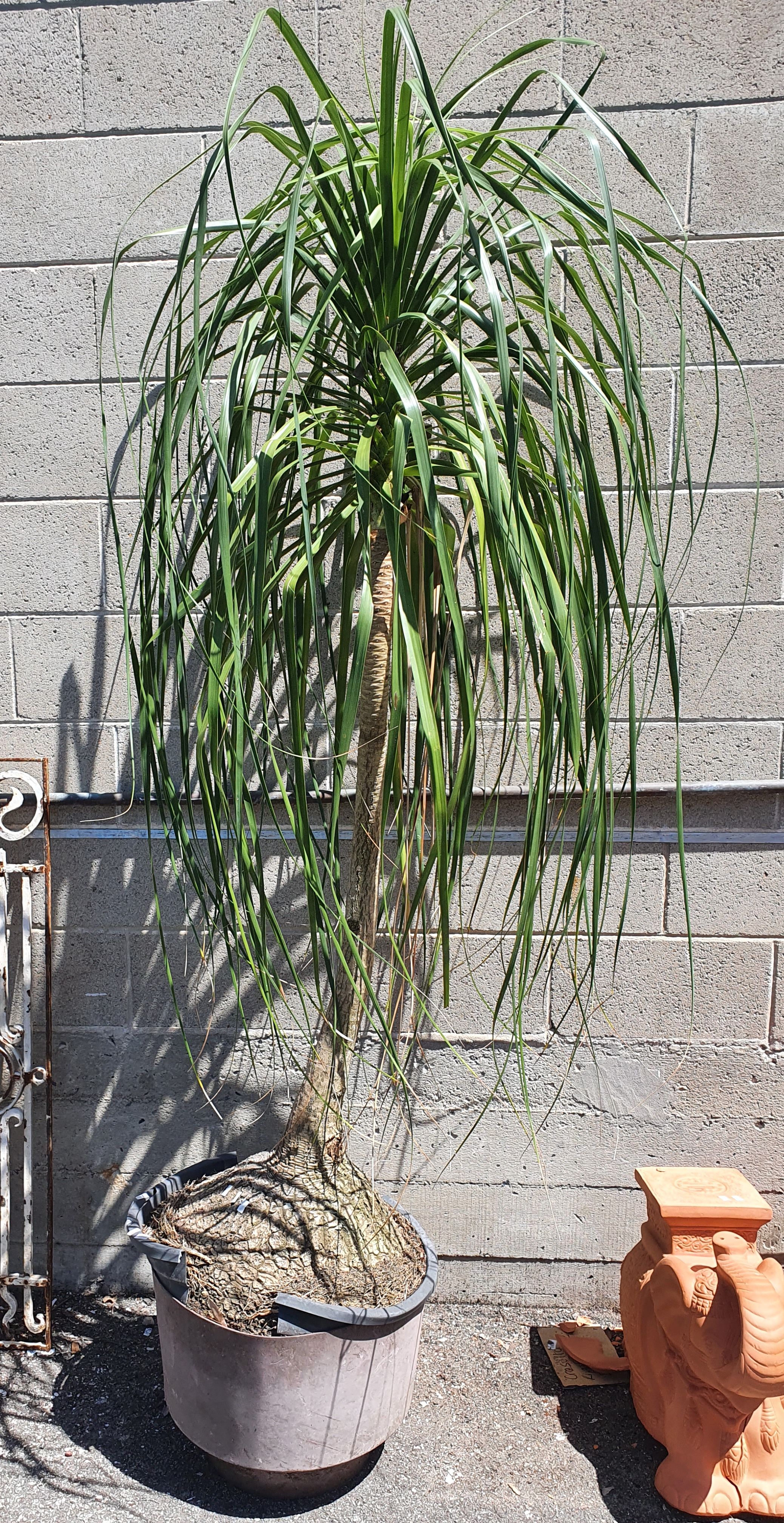 1095 · A LARGE PONYTAIL PLANT