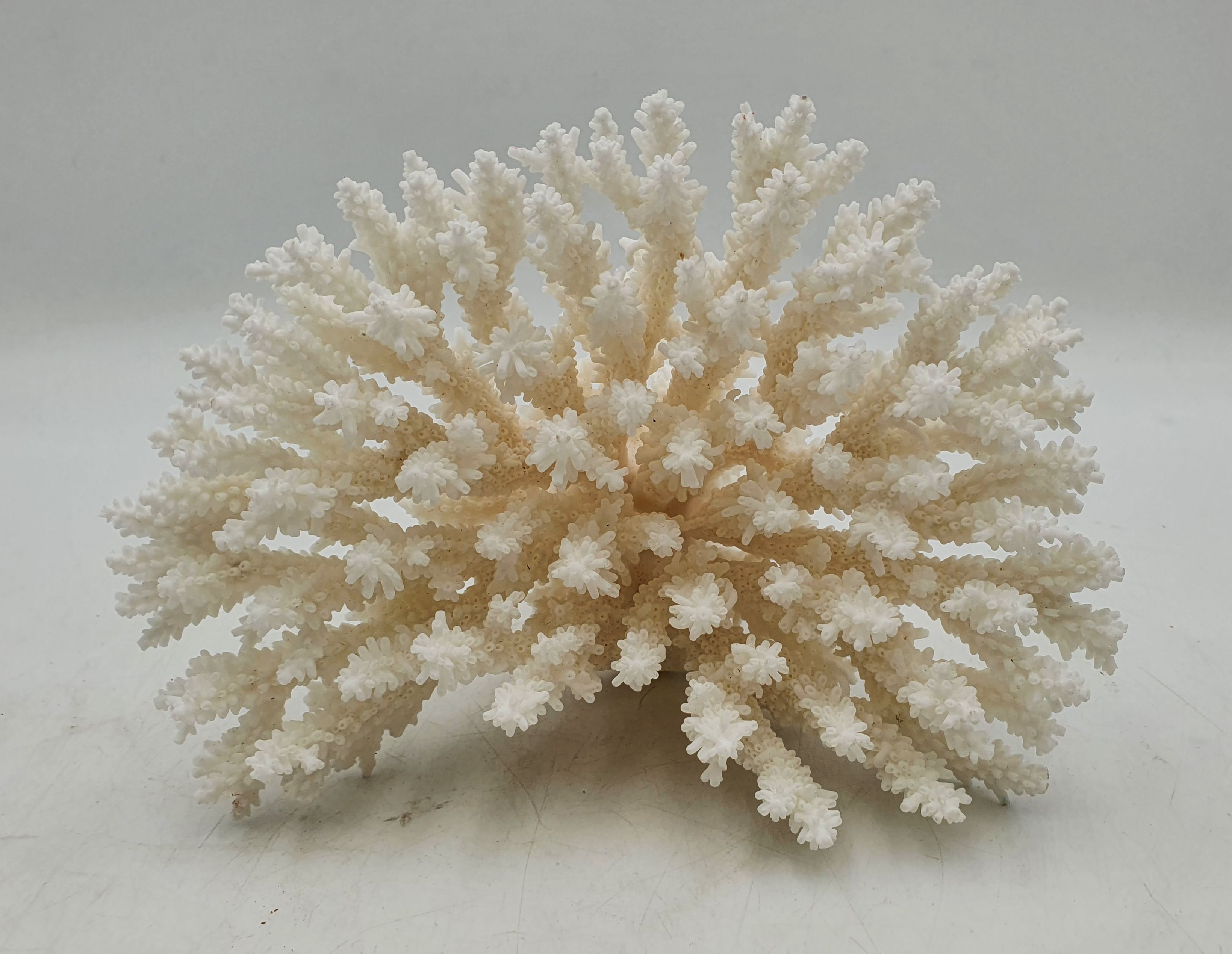 589 · A FANCY PLATE CORAL SPECIMEN