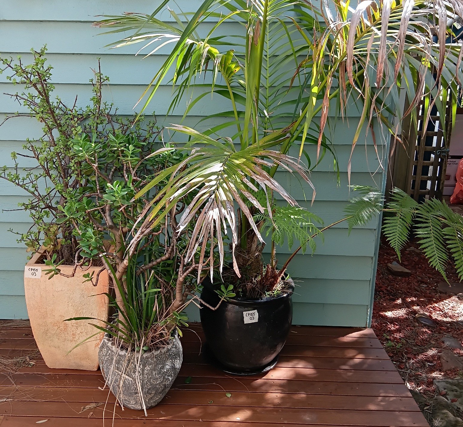 Three Pot Plants