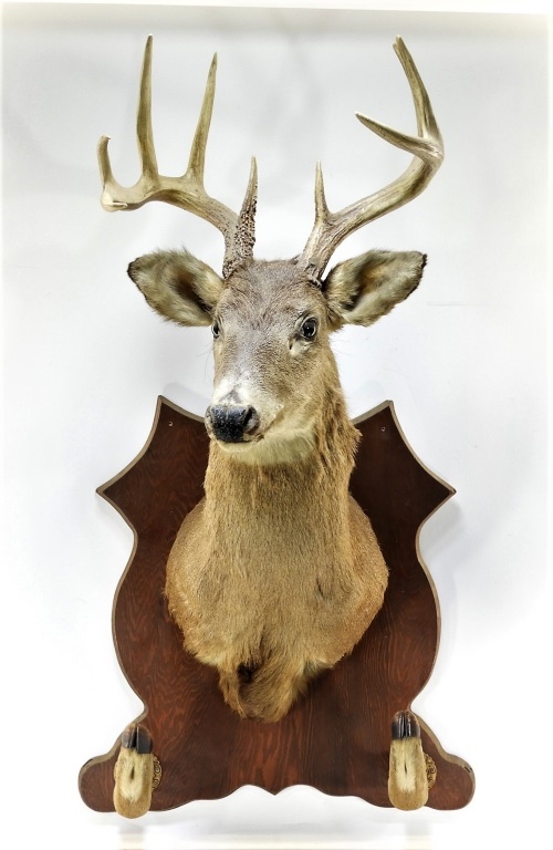 deer trophy