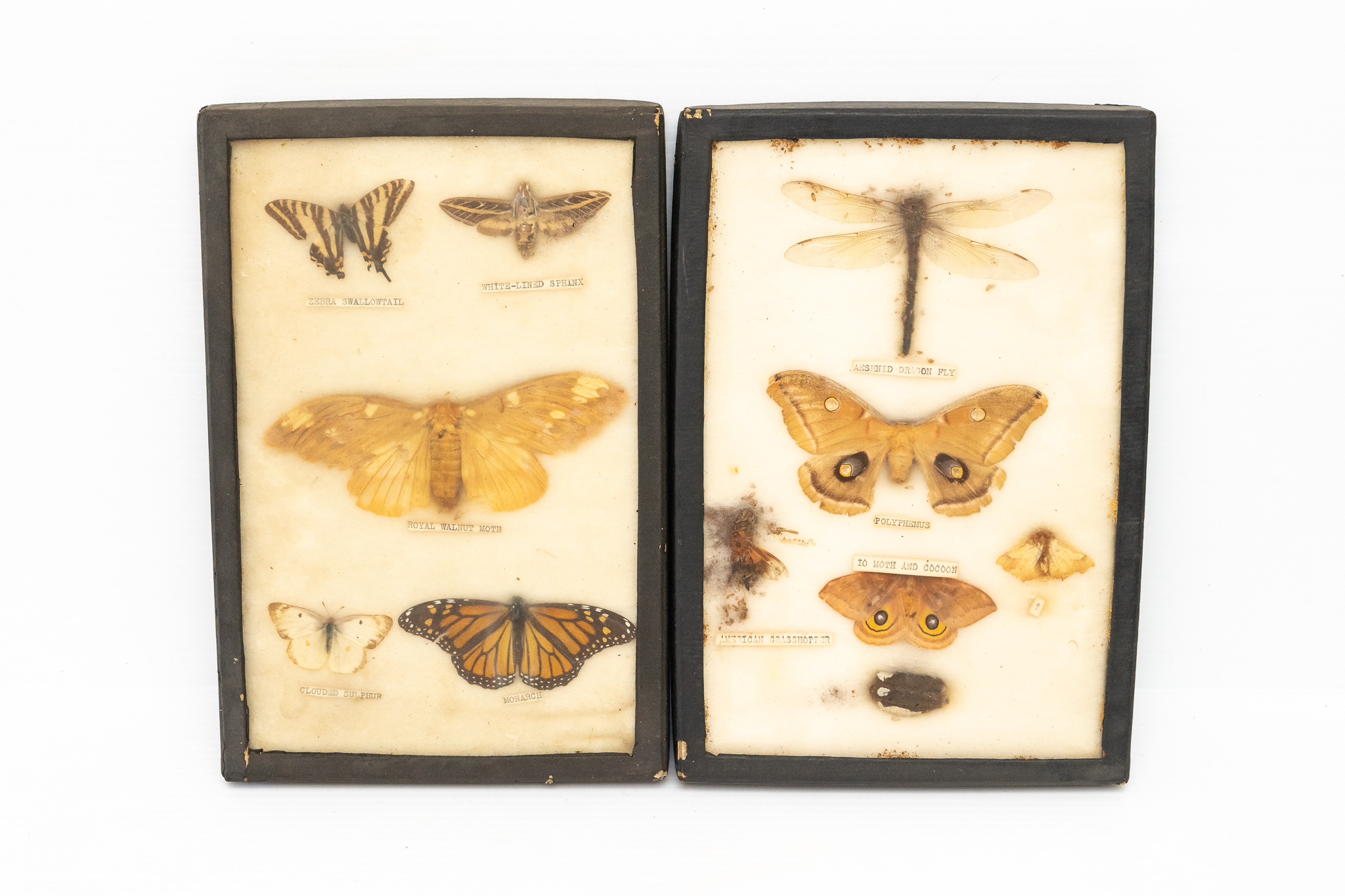 Two Insect Specimen Framed Exhibit Cases (III) Harritt Group, Inc