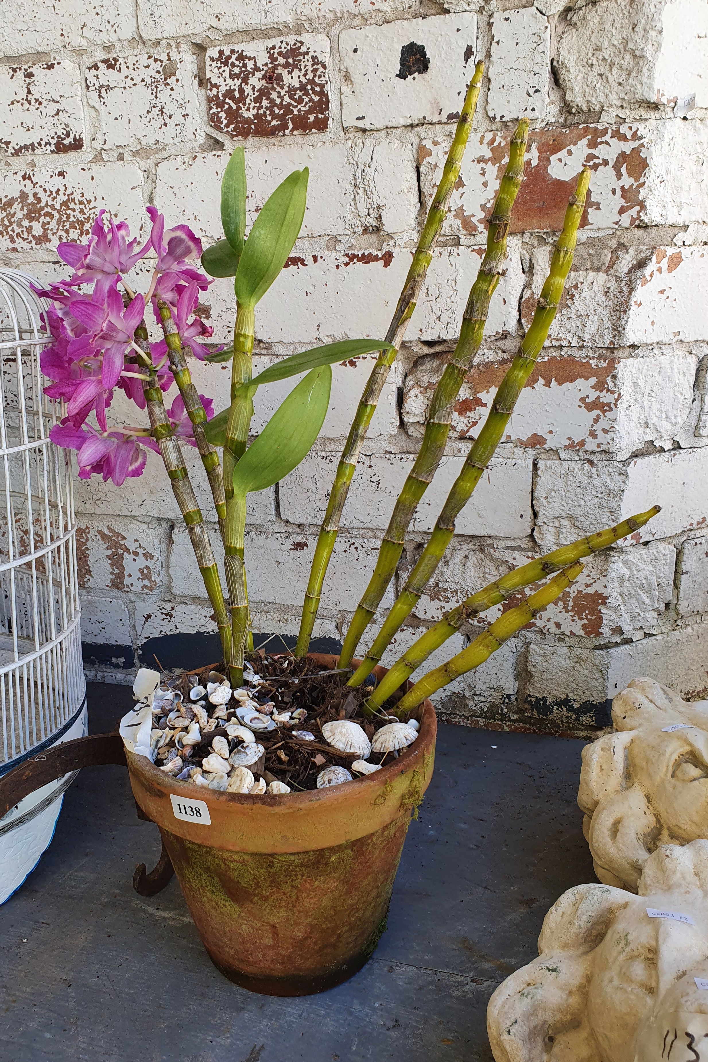 1138 · A POTTED ORCHARD