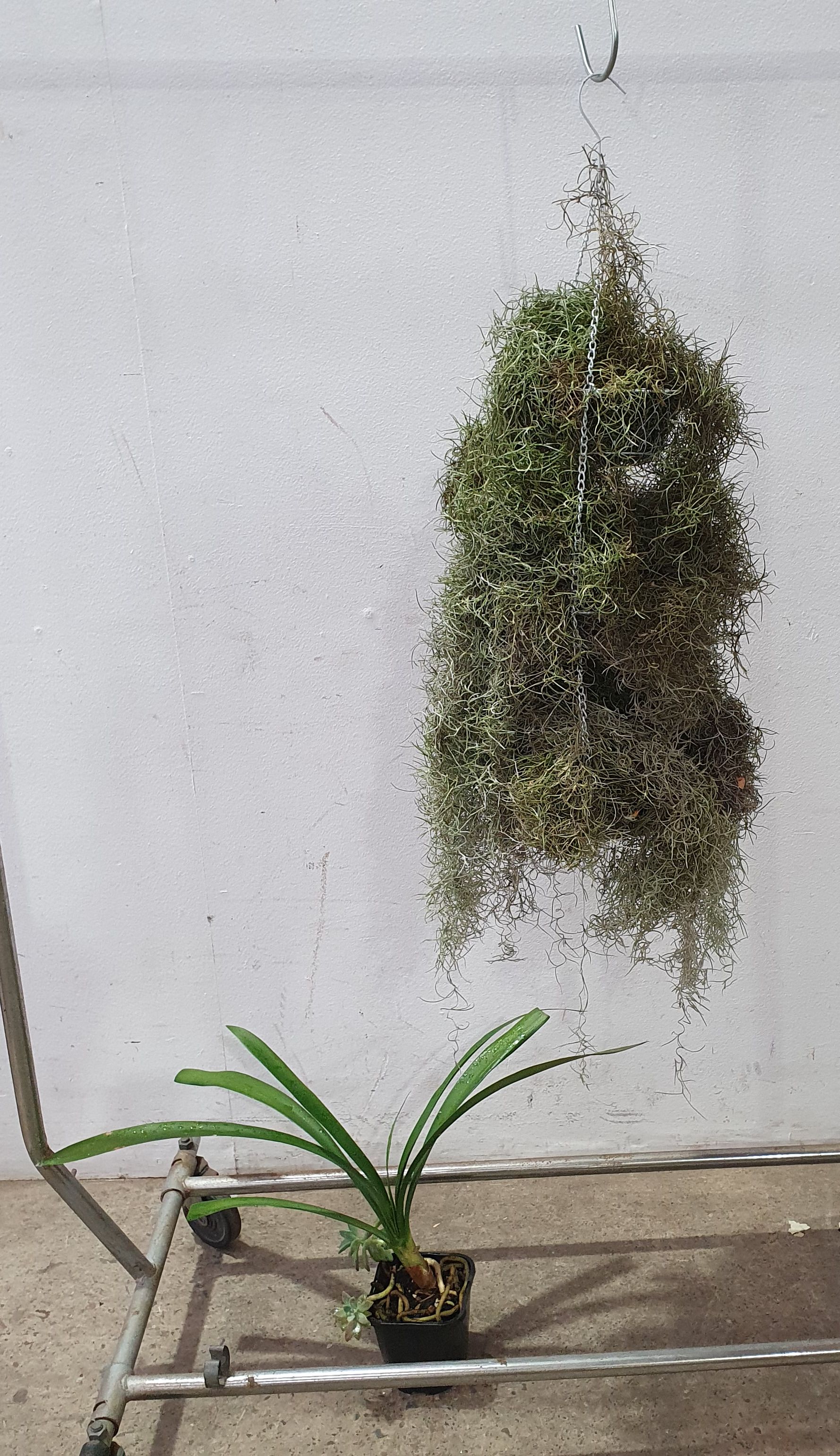 1074 · AN OLD MENS BEARD PLANT