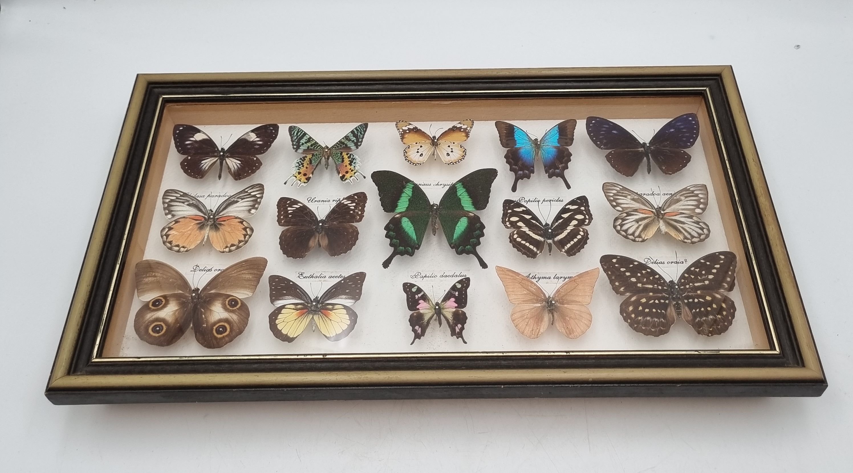 A LEPIDOPTERA SPECIMEN DISPLAY CASE
