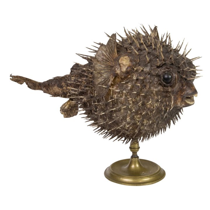 A taxidermy model of a puffer fish on separate brass stand