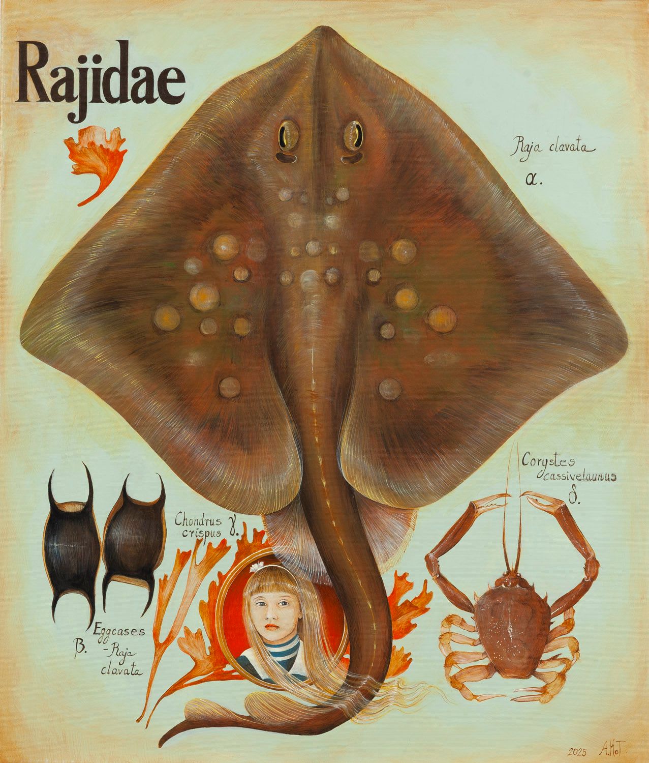 Adelajda Kot (1984) | 