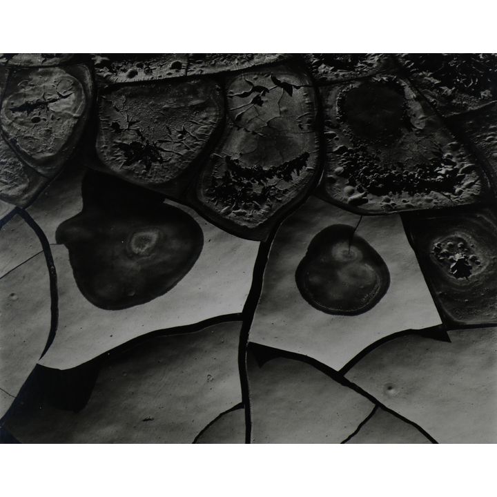 Photograph, Brett Weston