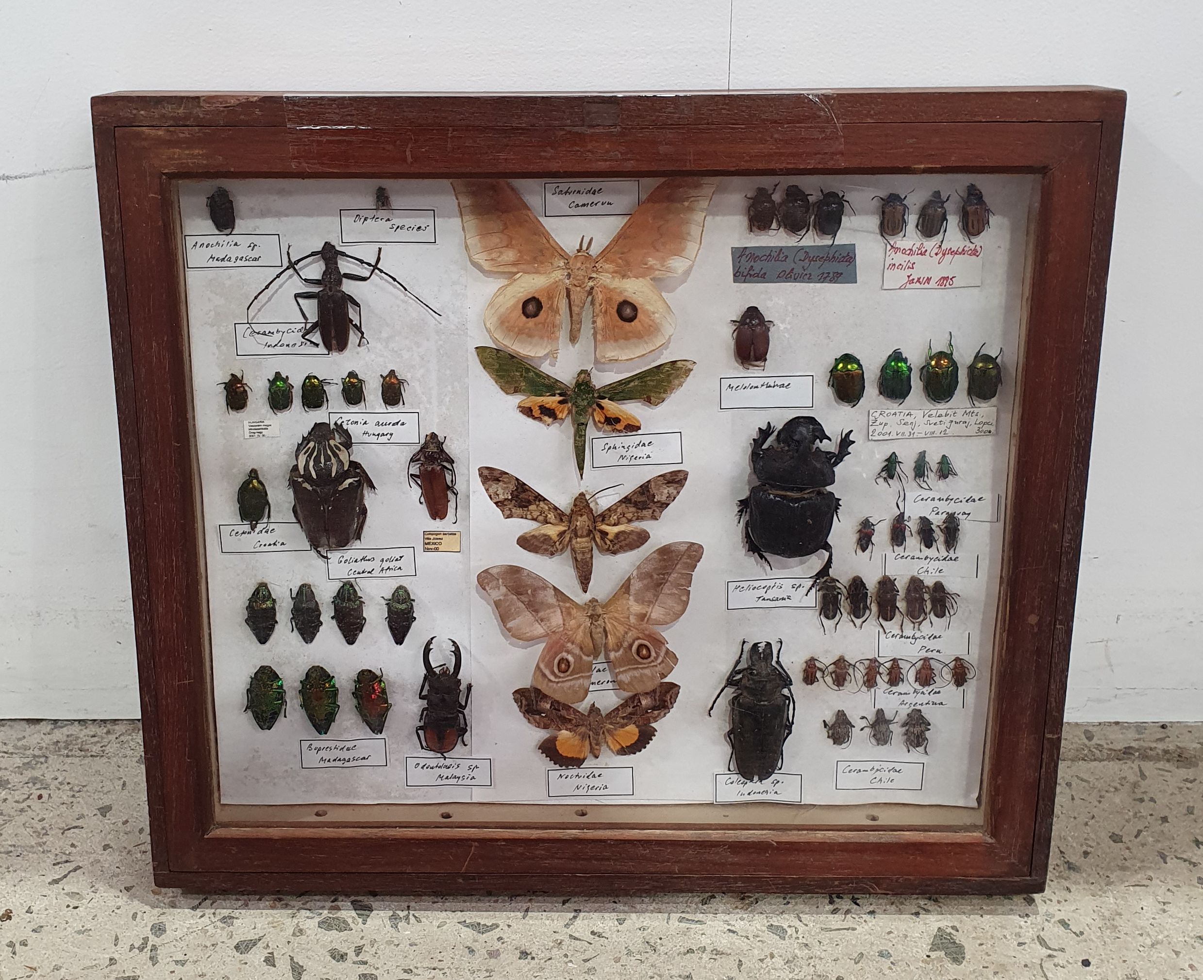 A Wooden Entomology Display Case