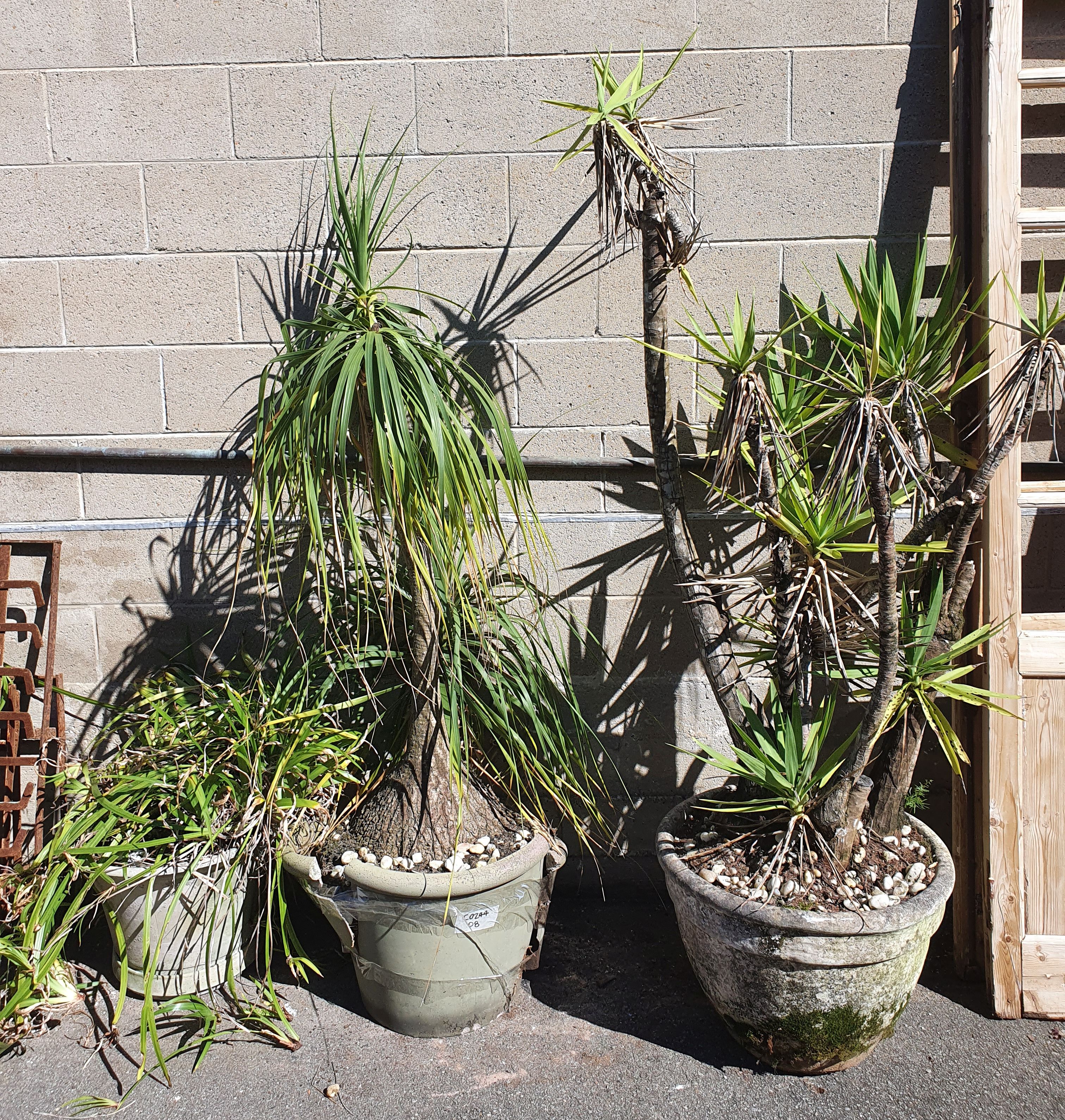 1151 · THREE POTTED PLANTS