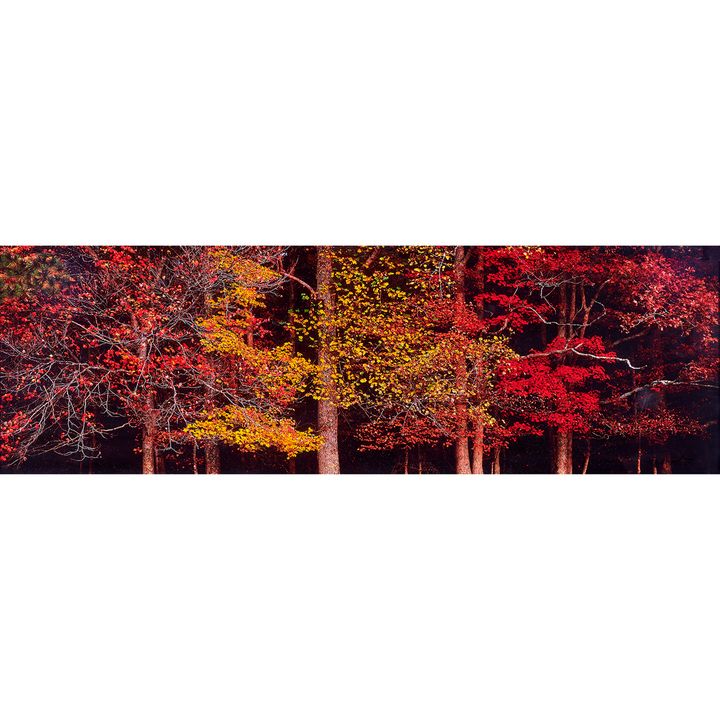 Photograph, Thomas Mangelsen