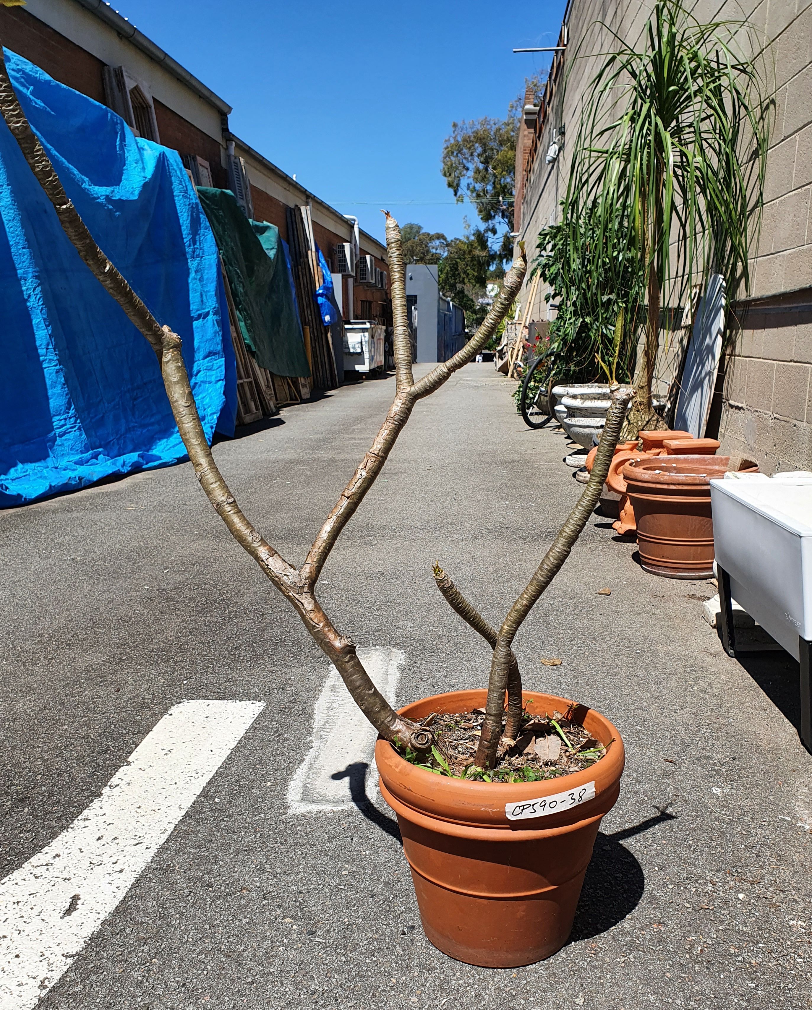 1091 · A POTTED FRANGIPANI PLANT