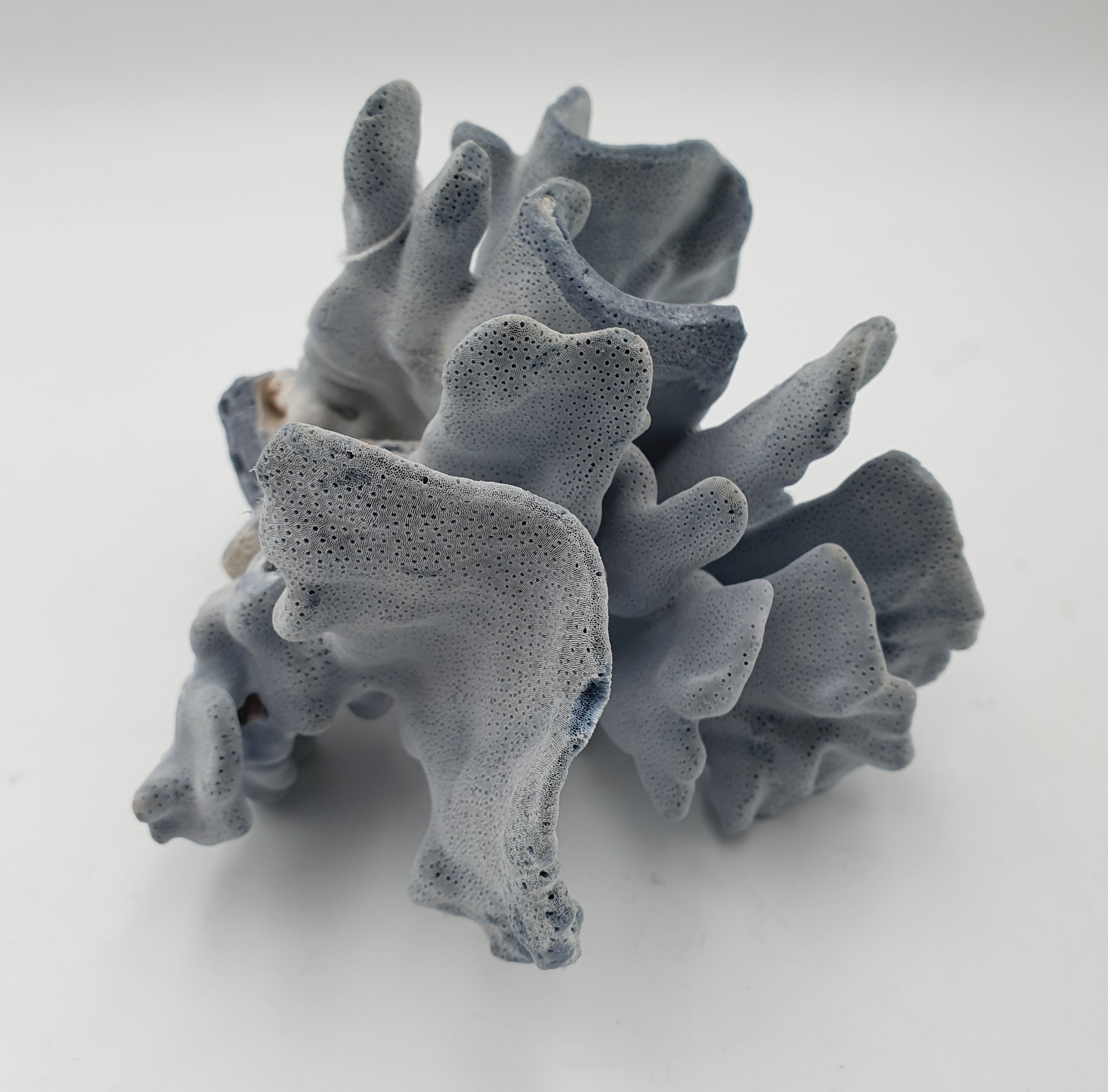 546 · A BLUE RIDGE CORAL SPECIMEN