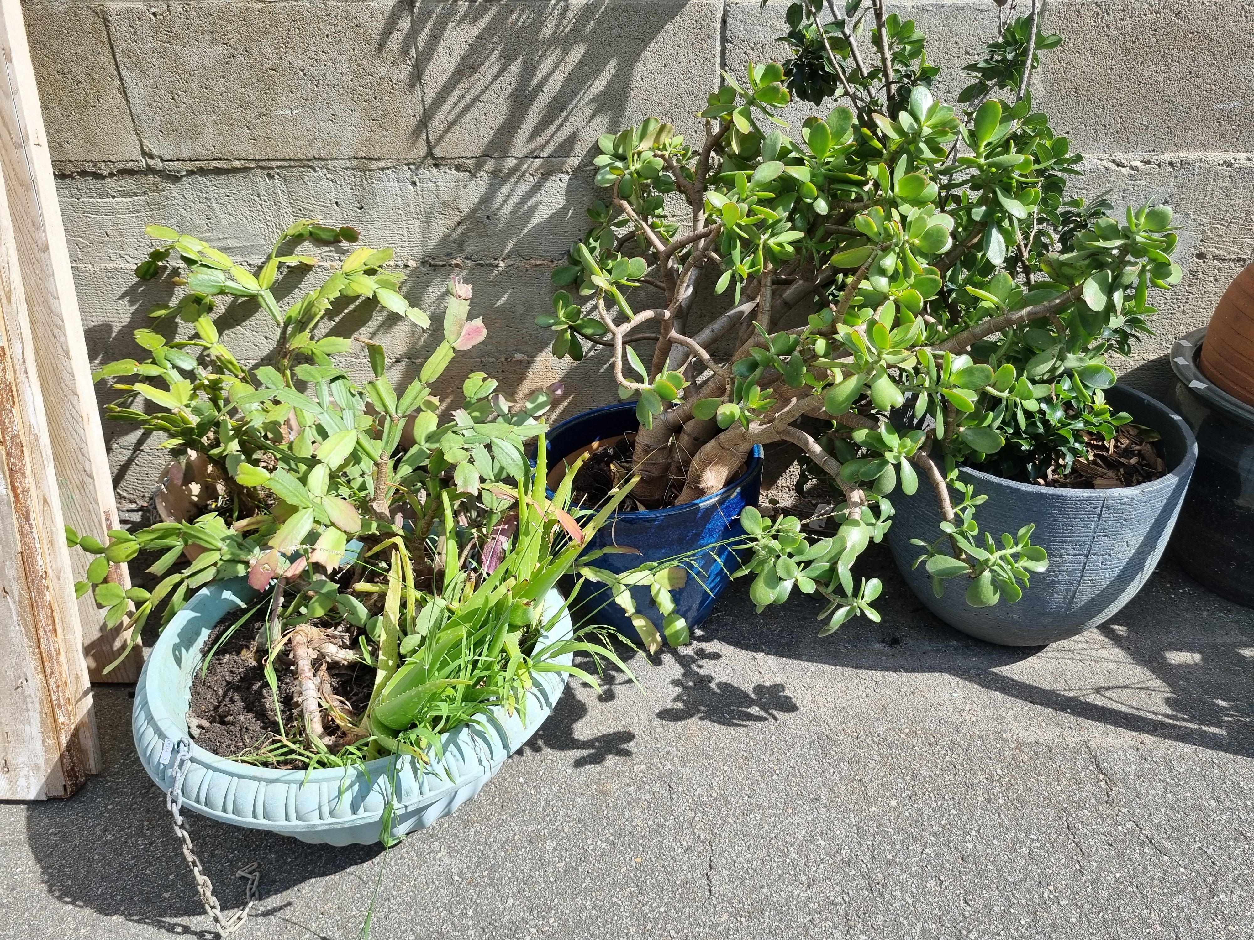 1129 · A GROUP OF VARIOUS POT PLANTS