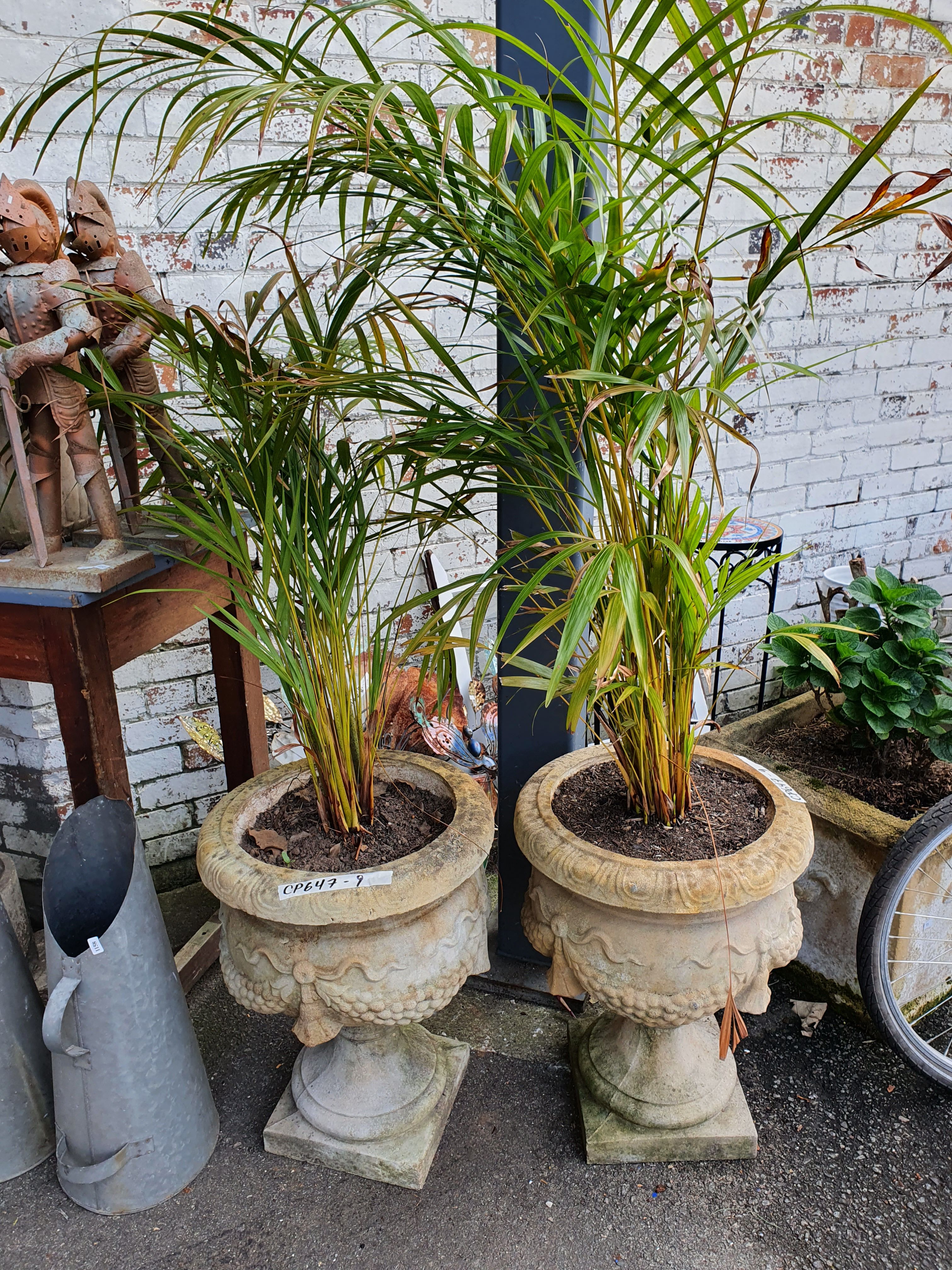 1115 · A PAIR OF GOLDEN CANE PALM PLANTED IN LARGE STONE POTS