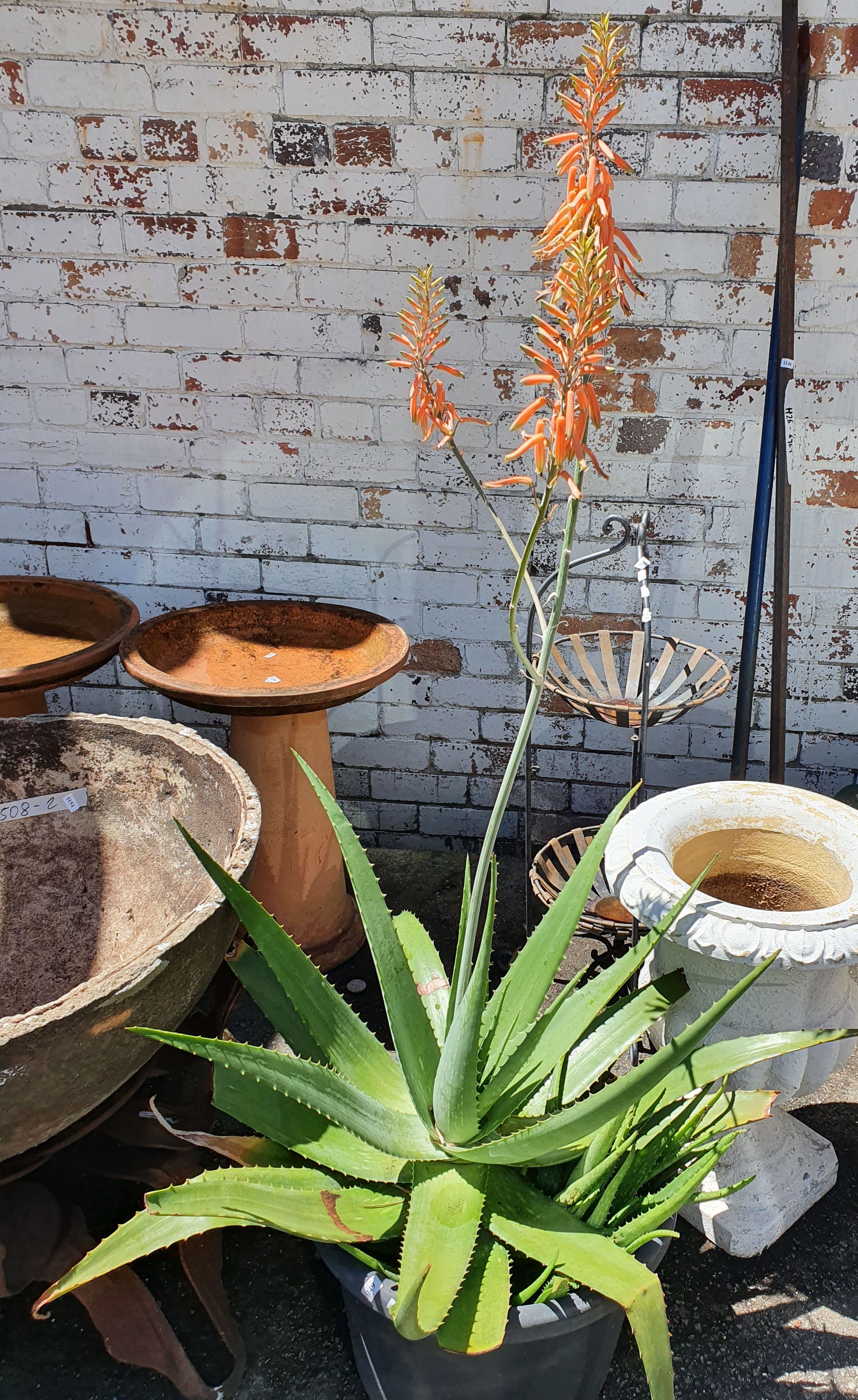 A Flowering Aloe Vera