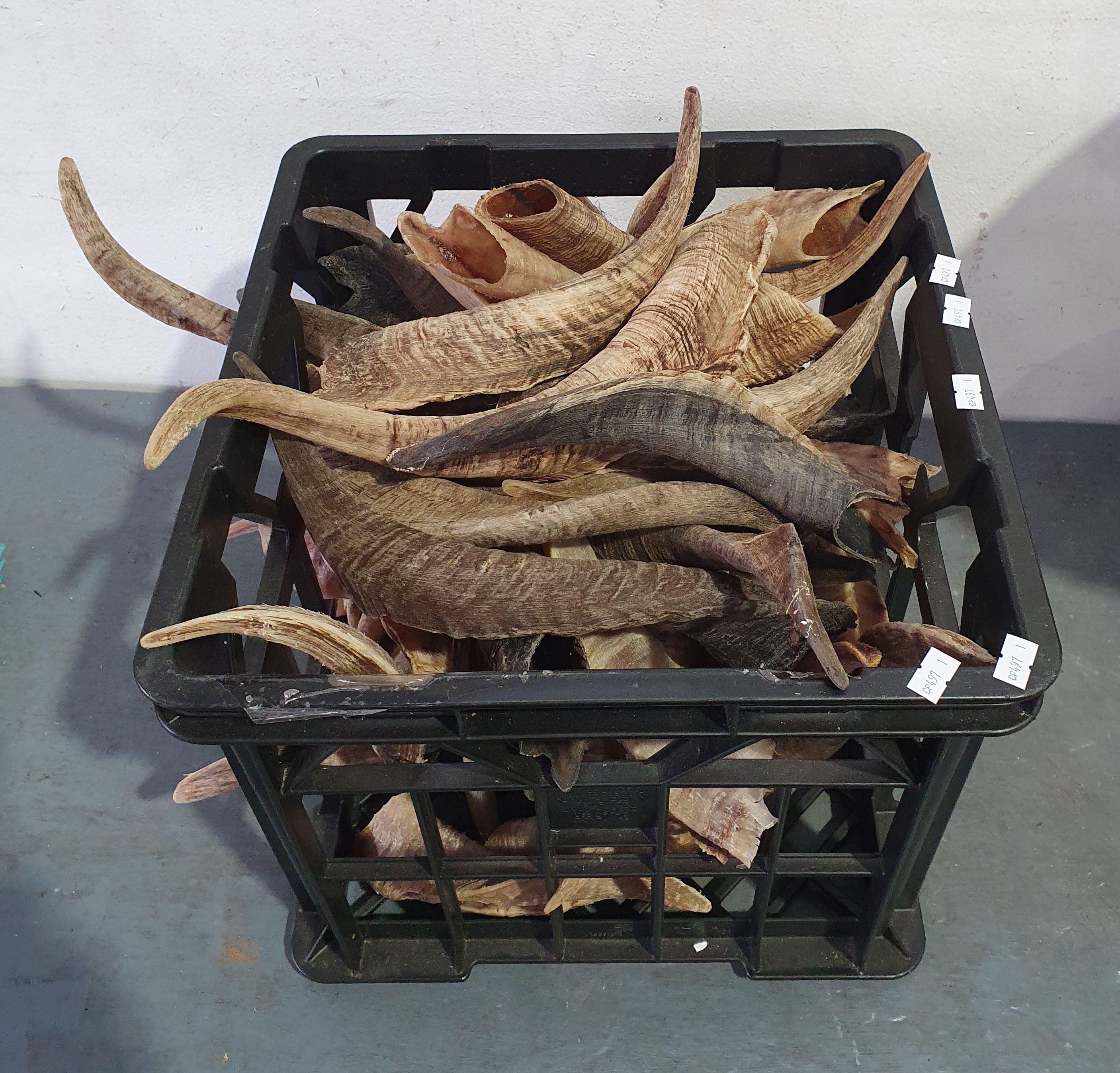 A Box Of Horns