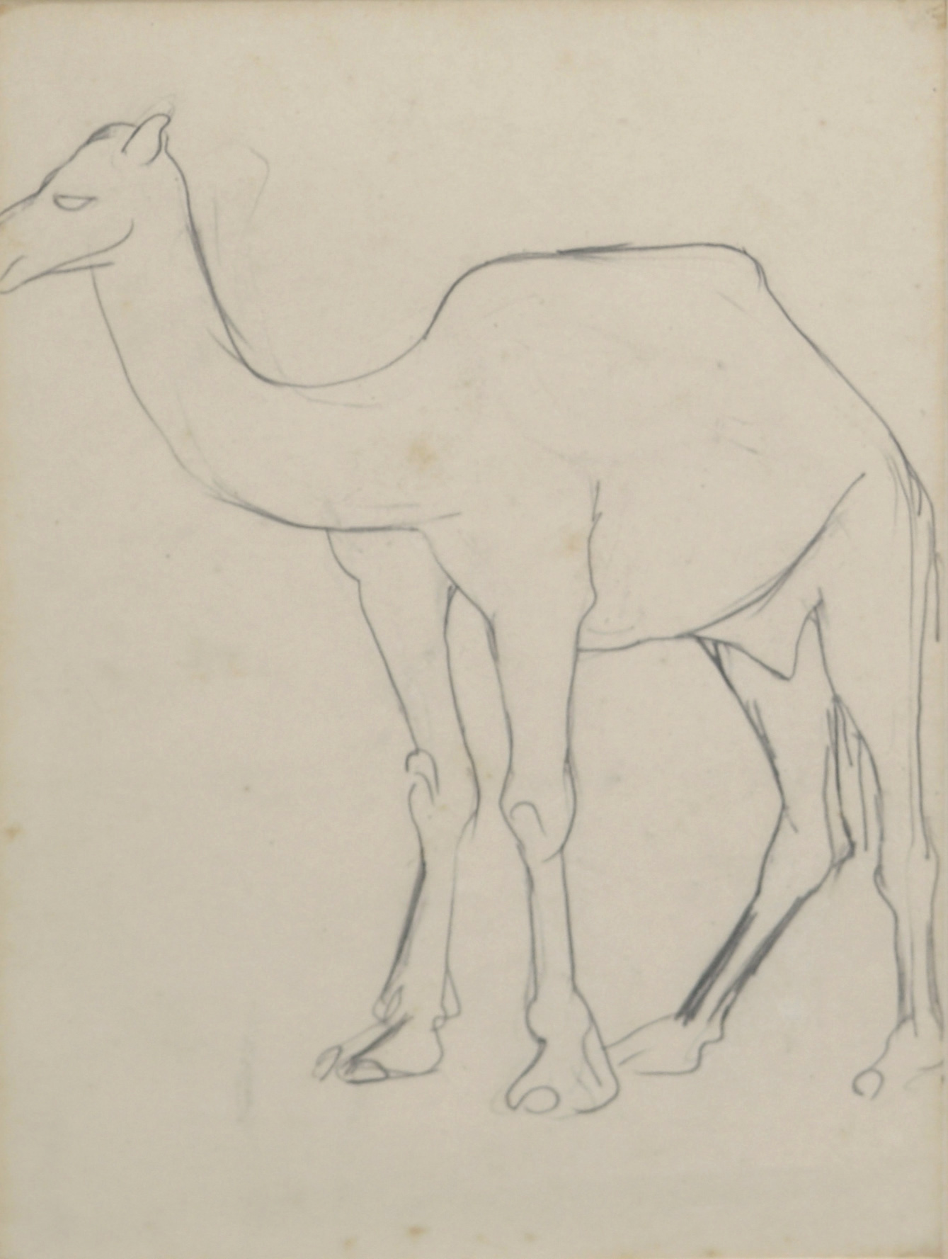 Camel - Drawing Skill