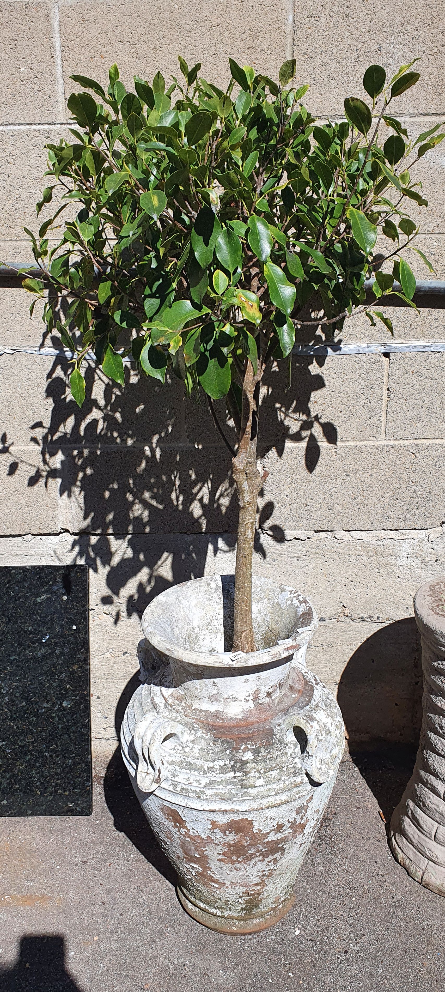 1099 · A POTTED PLANT