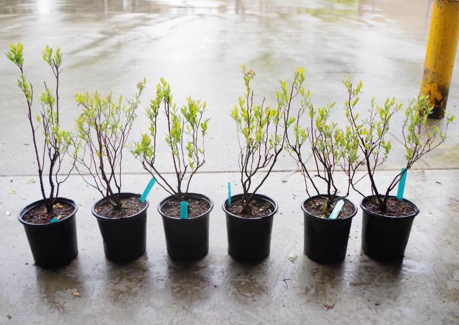 [6] Mini Blues Blueberry, Approx. 2' from bottom of pot | Bid Venues