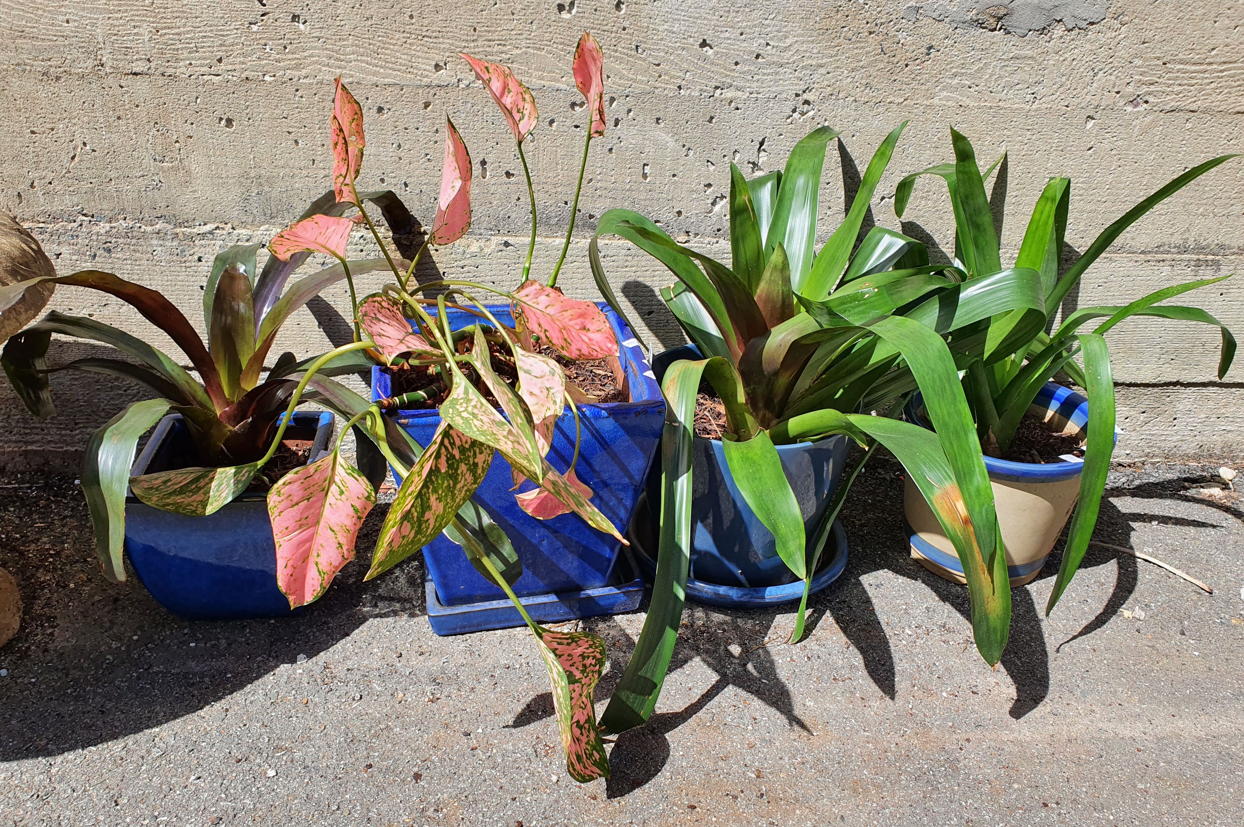 1101 · A GROUP OF FOUR PLANTS