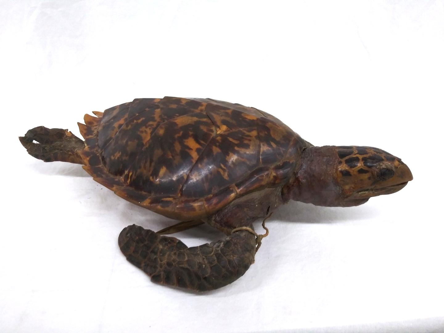 Antique Turtle or Tortoise Shell