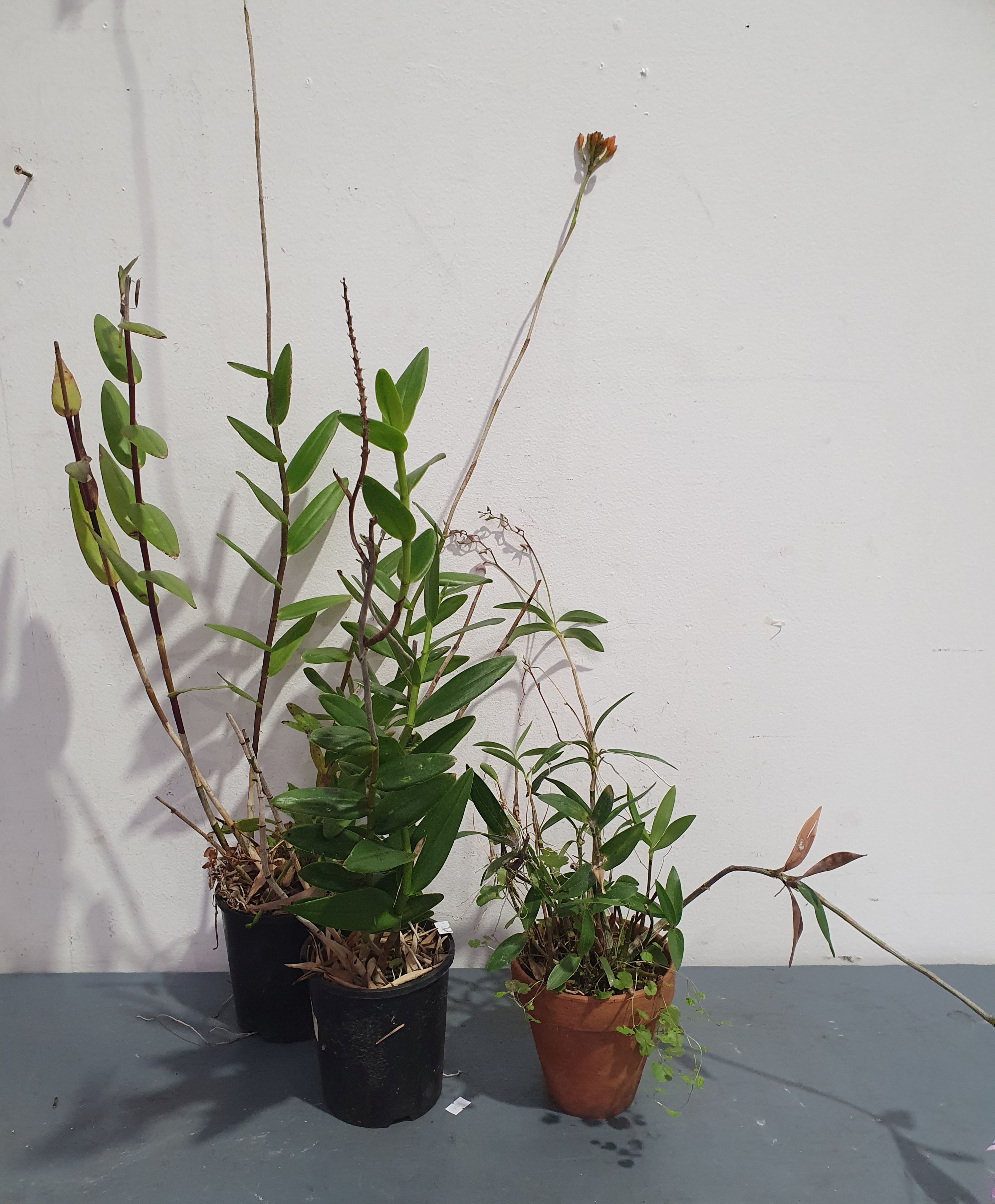 Three Various Orcids