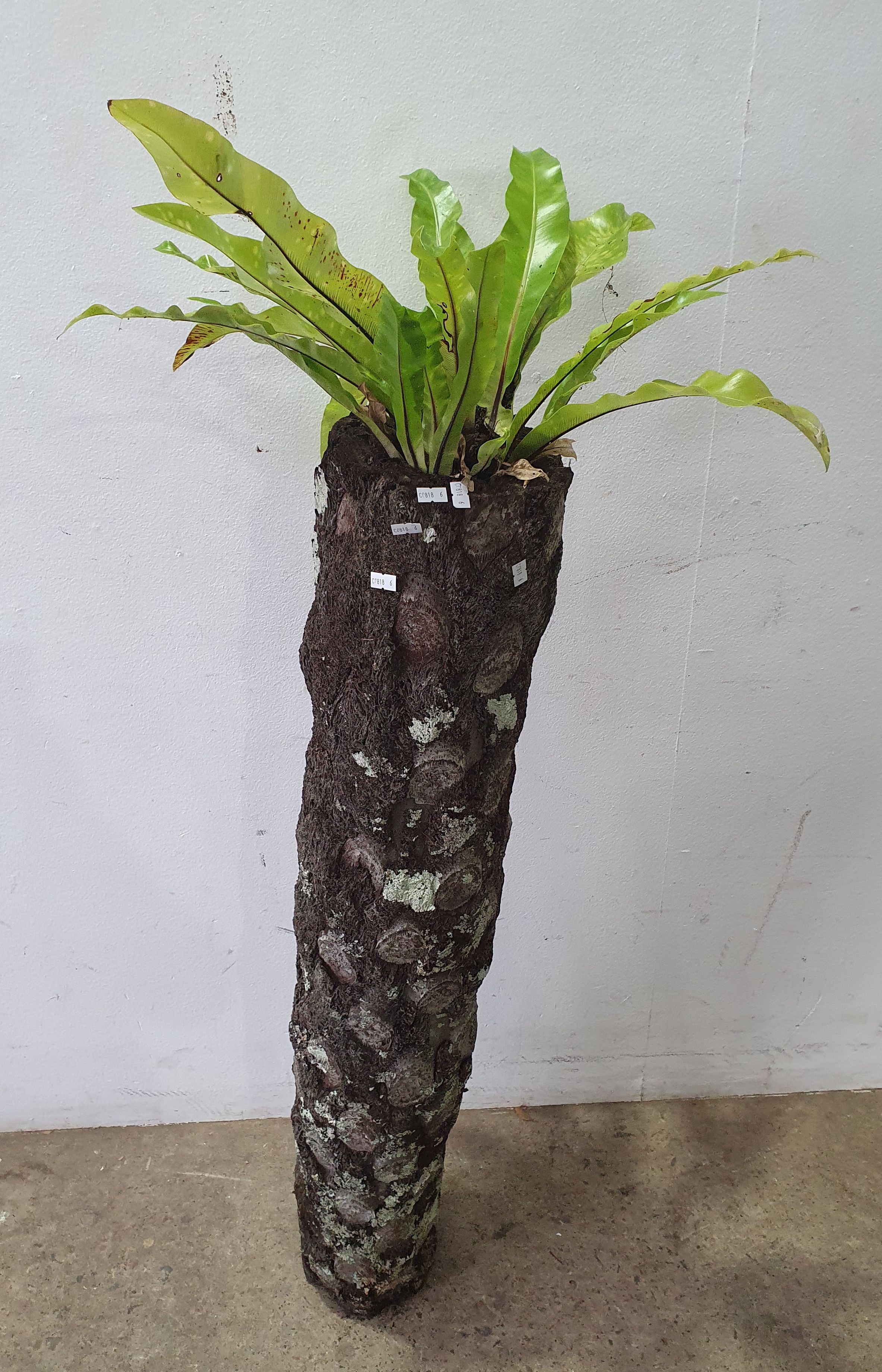 A Log Planter