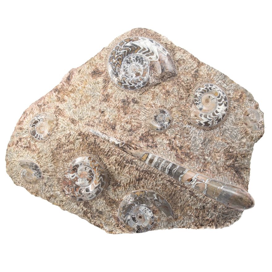 Large Prehistoric Gastropod Fossil