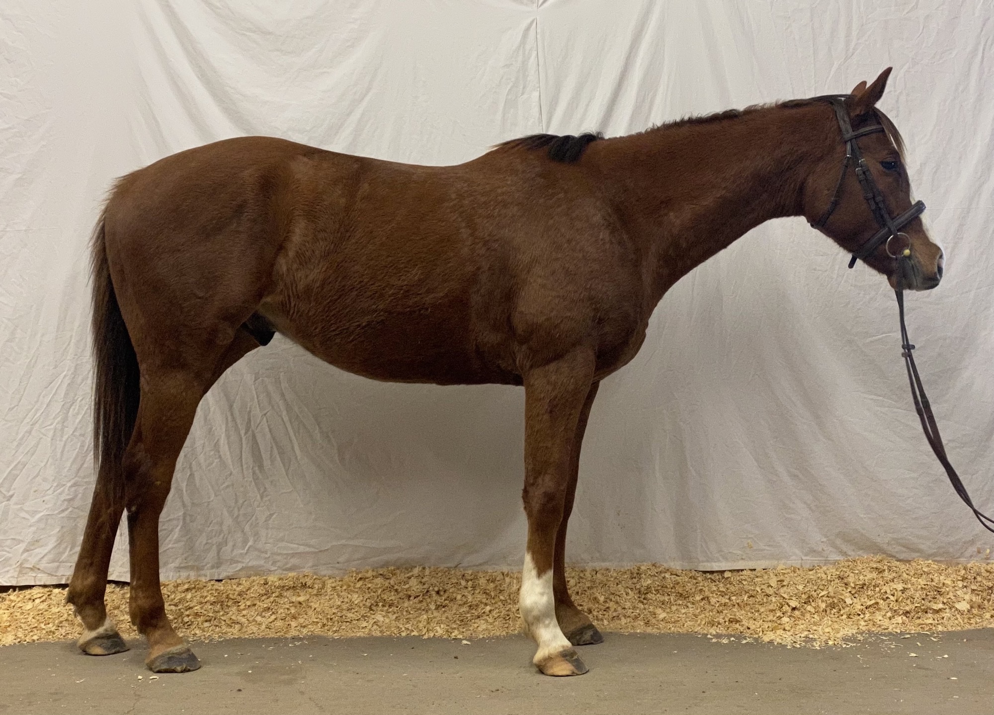 Roaring Sailor Designer Horse Sales