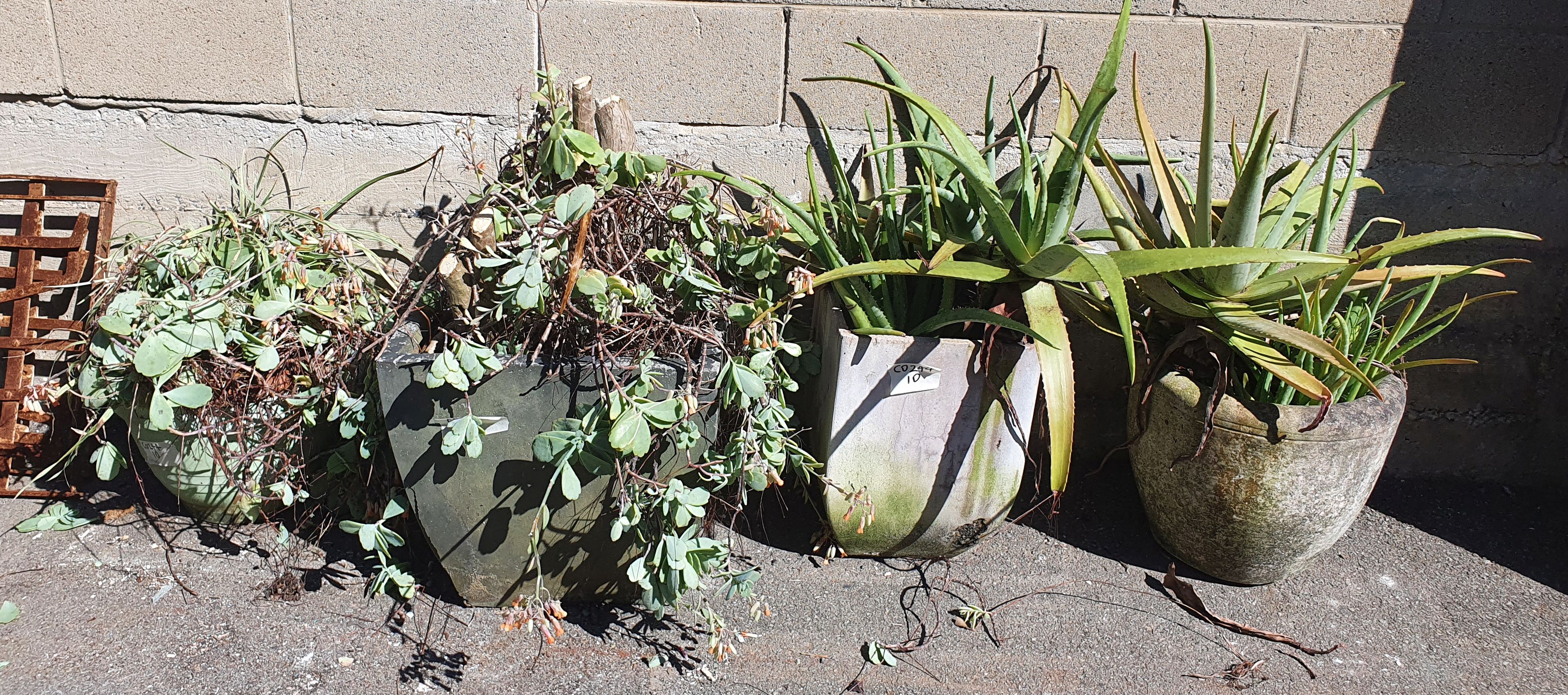 1158 · FOUR POTTED PLANTS
