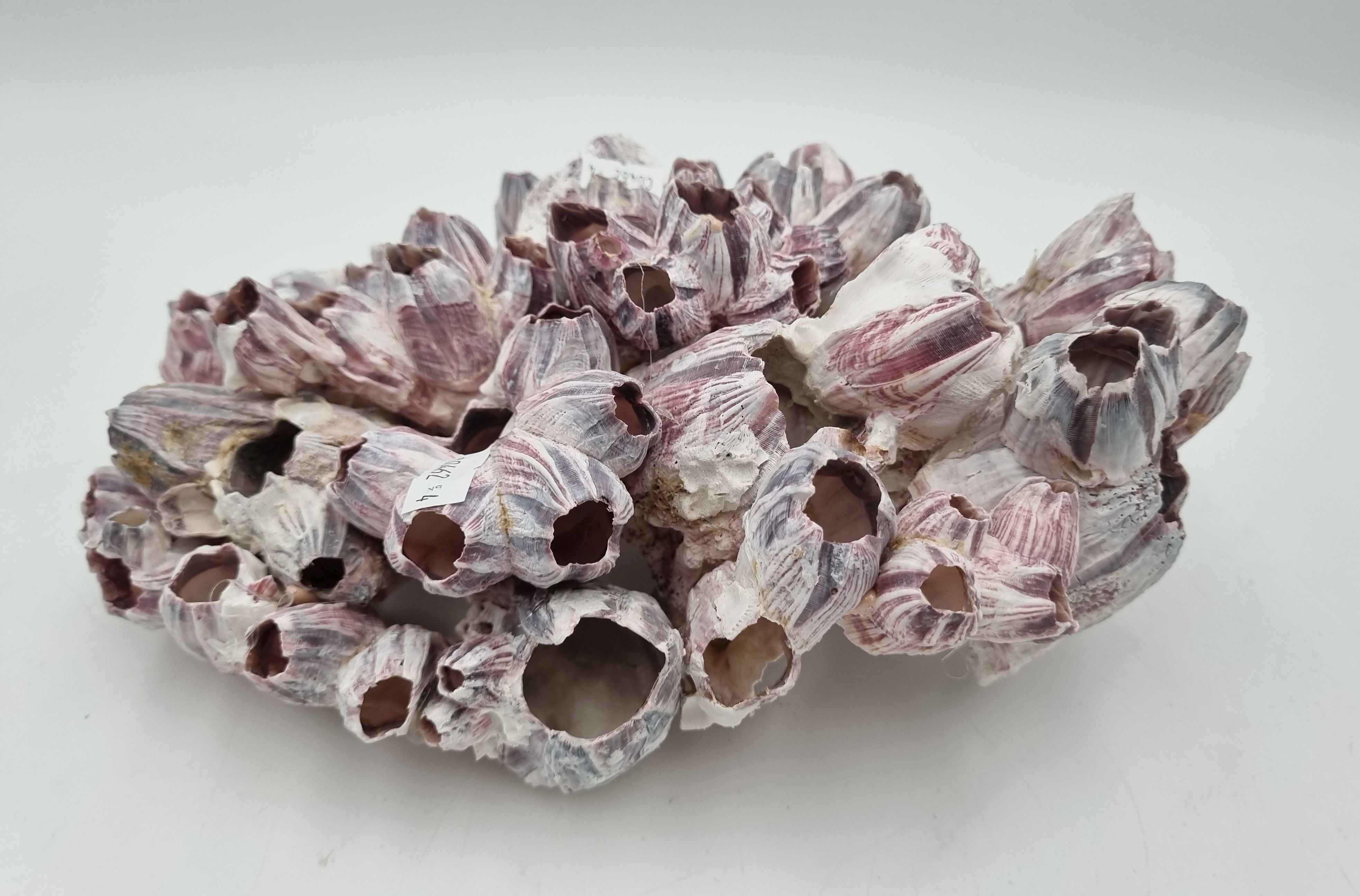 551 · A BARNACLE CORAL SPECIMEN