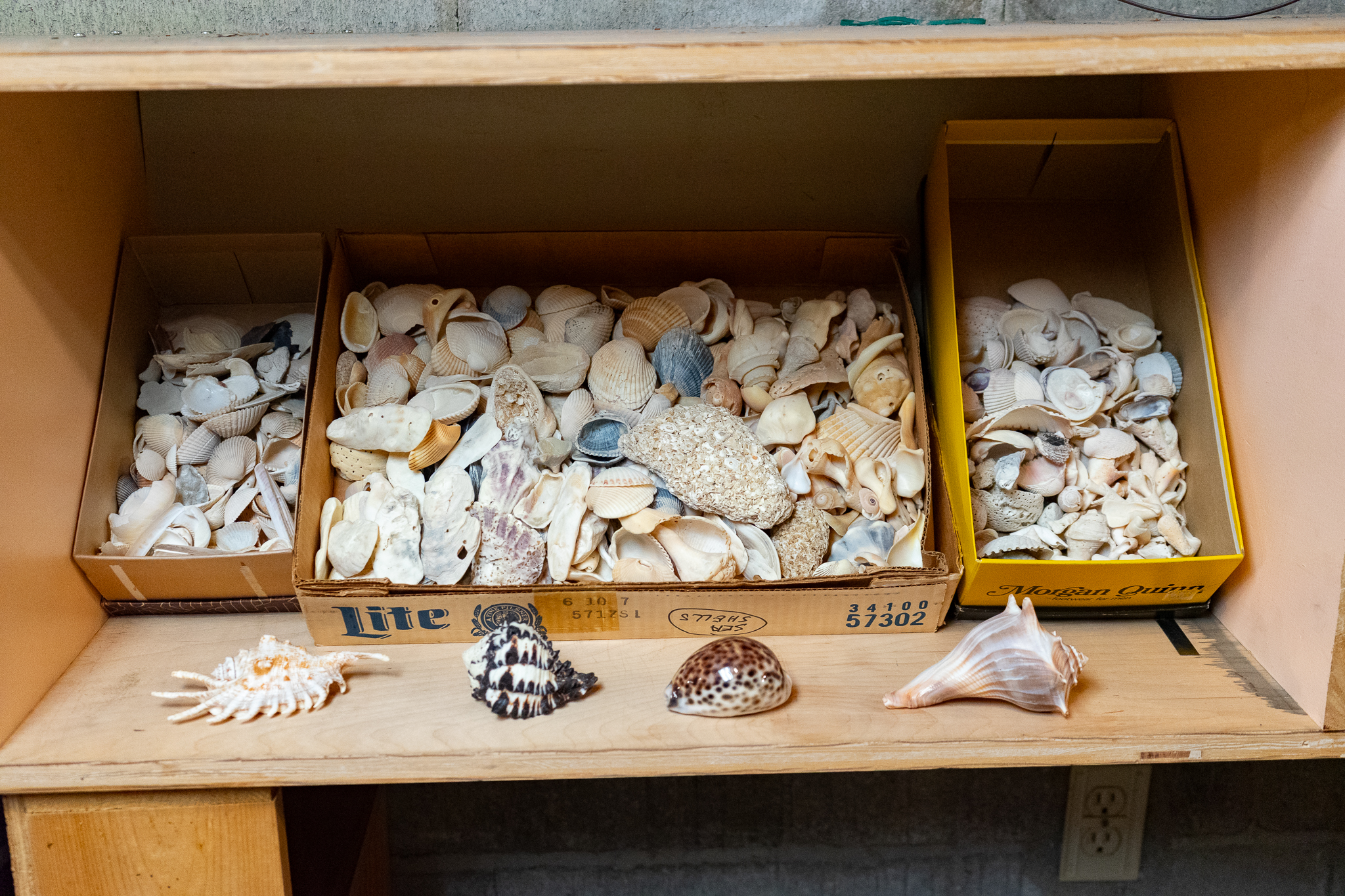 Collection of Seashells | Harritt Group, Inc