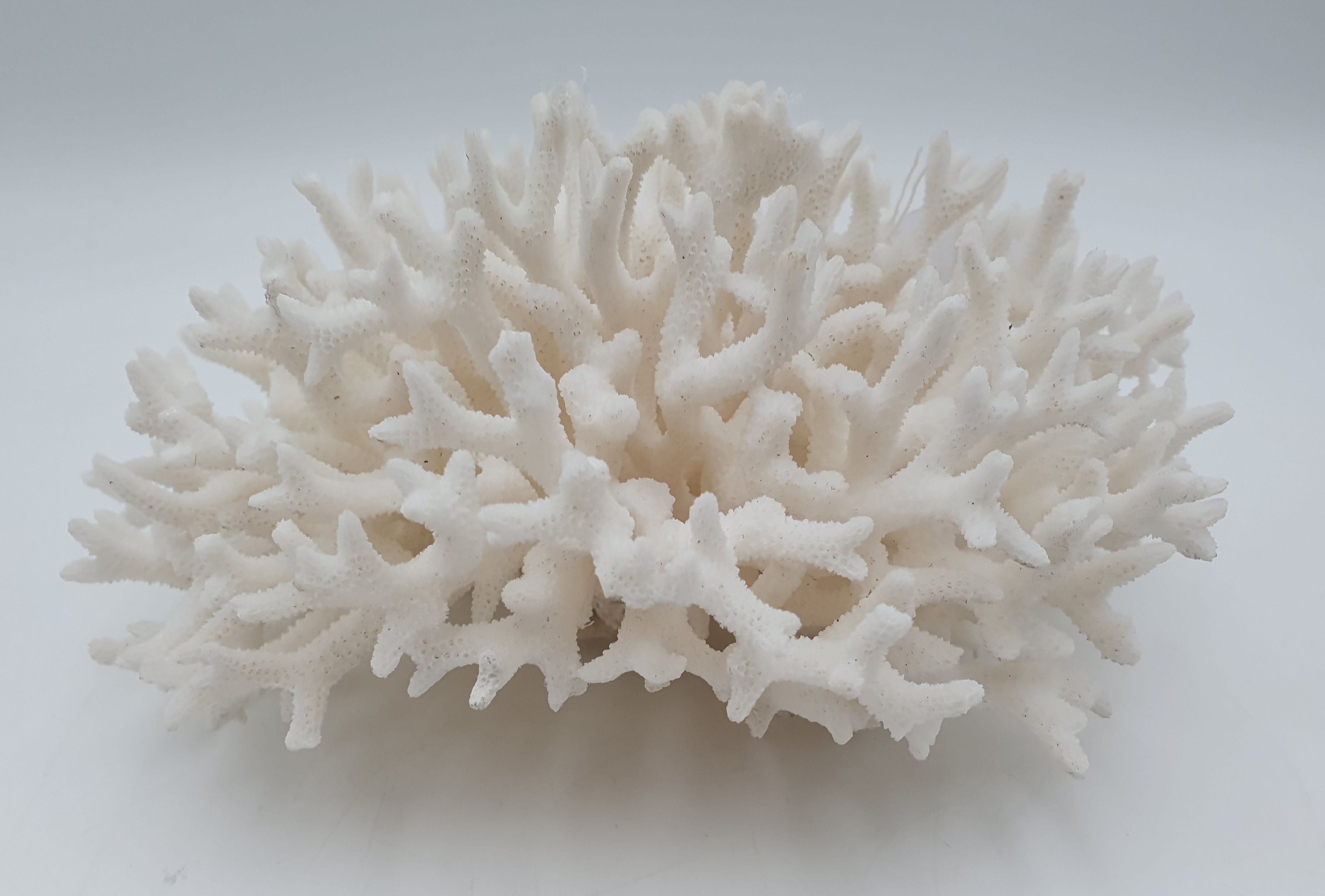 511 · A BIRD'S NEST CORAL SPECIMEN