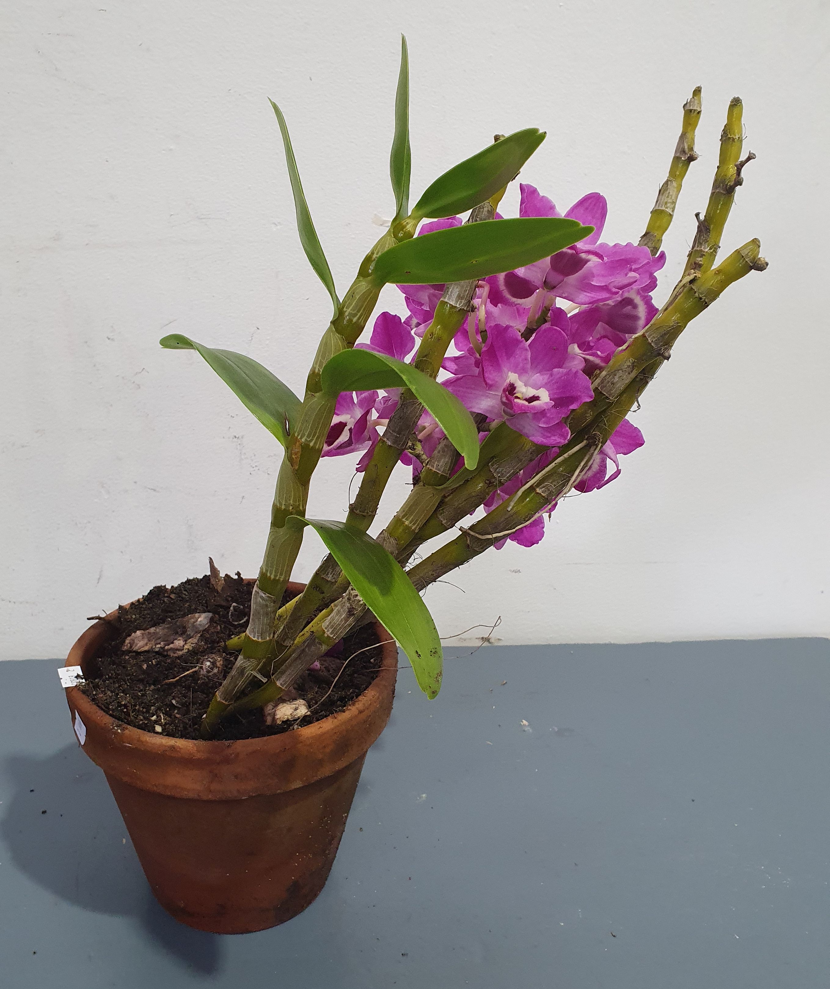 A Potted Orchid