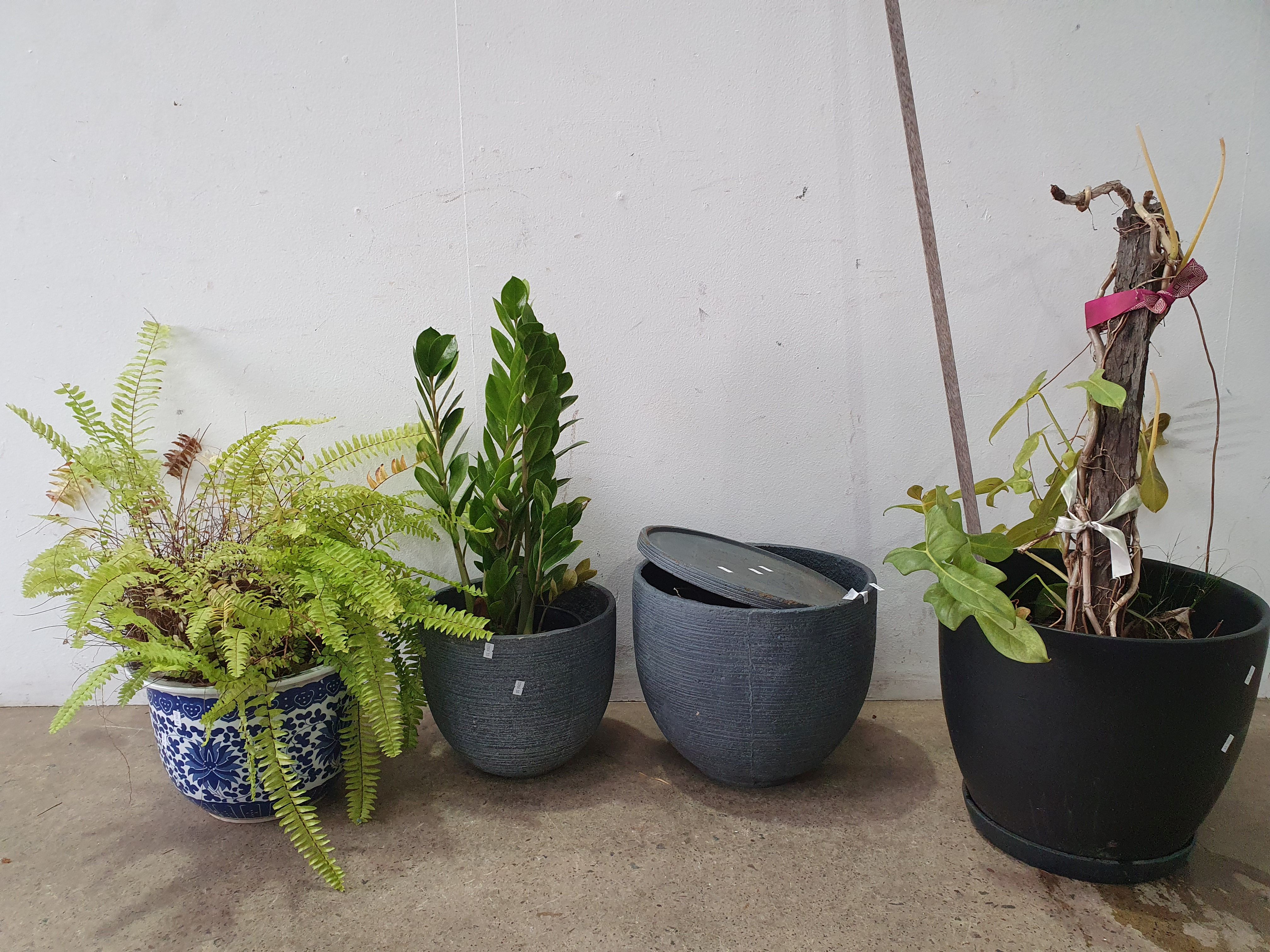 Three Various Potted Plants