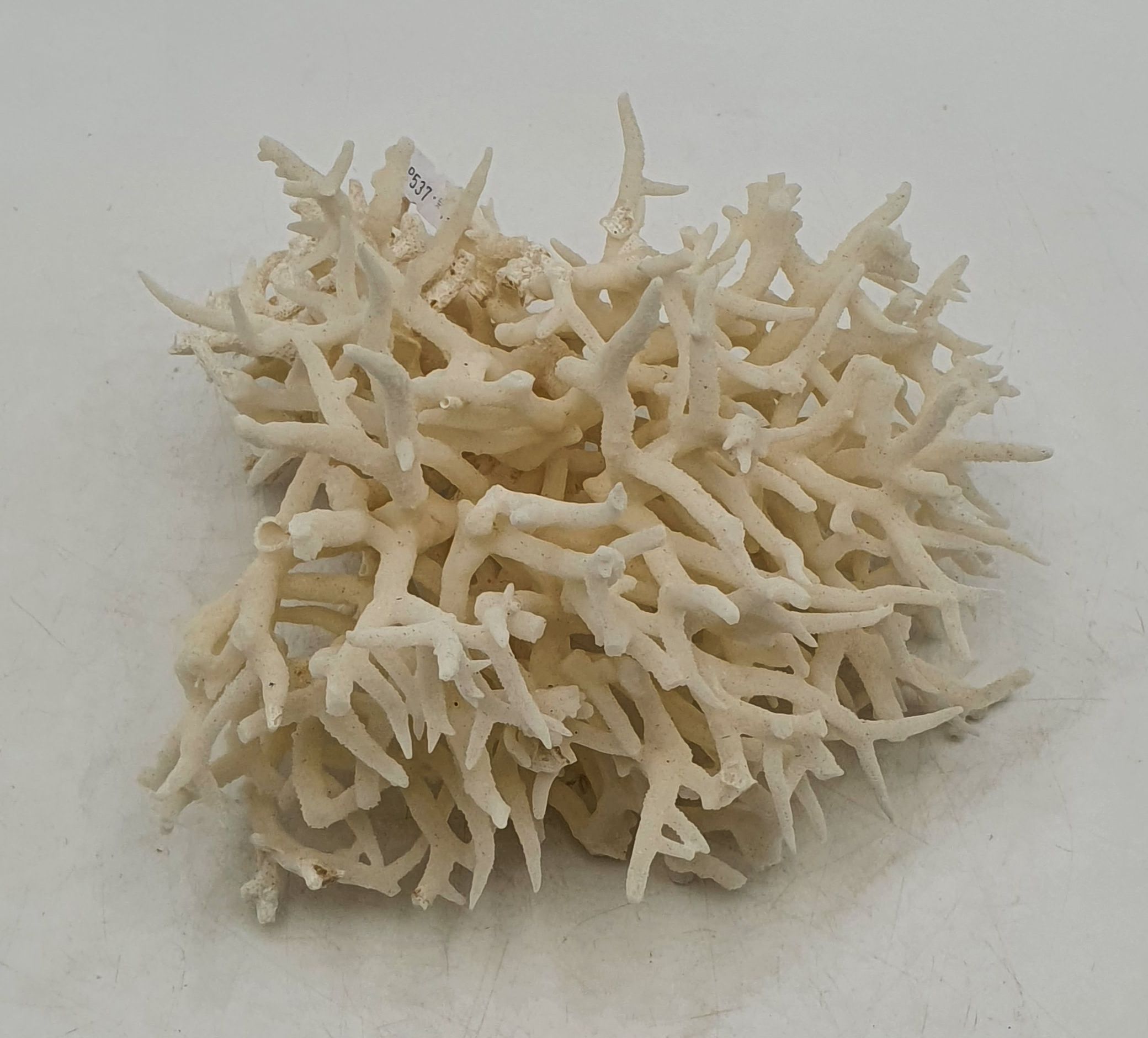 A BIRD'S NEST CORAL SPECIMEN