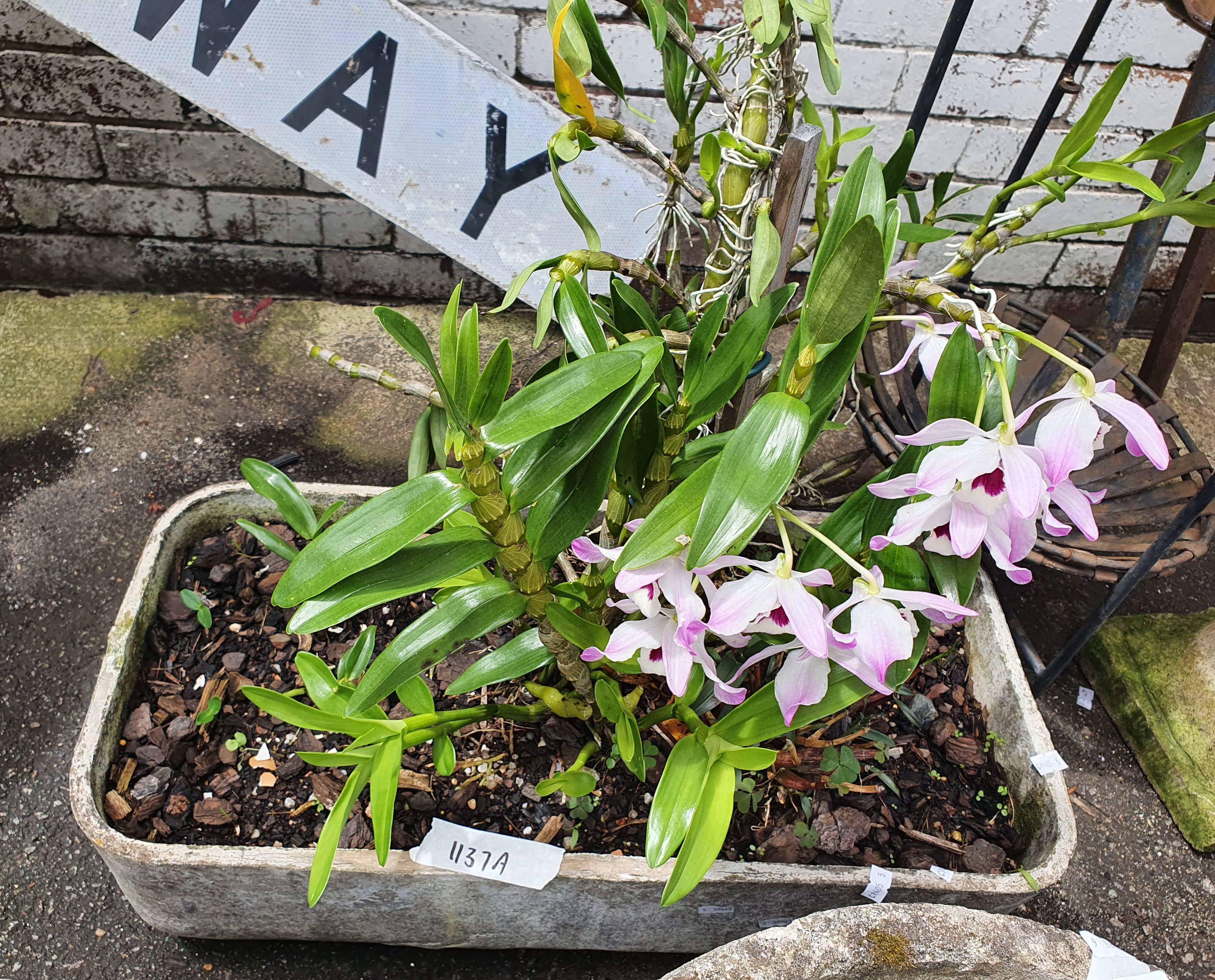 1137A · A POTTED MOUNTAIN ORCHID