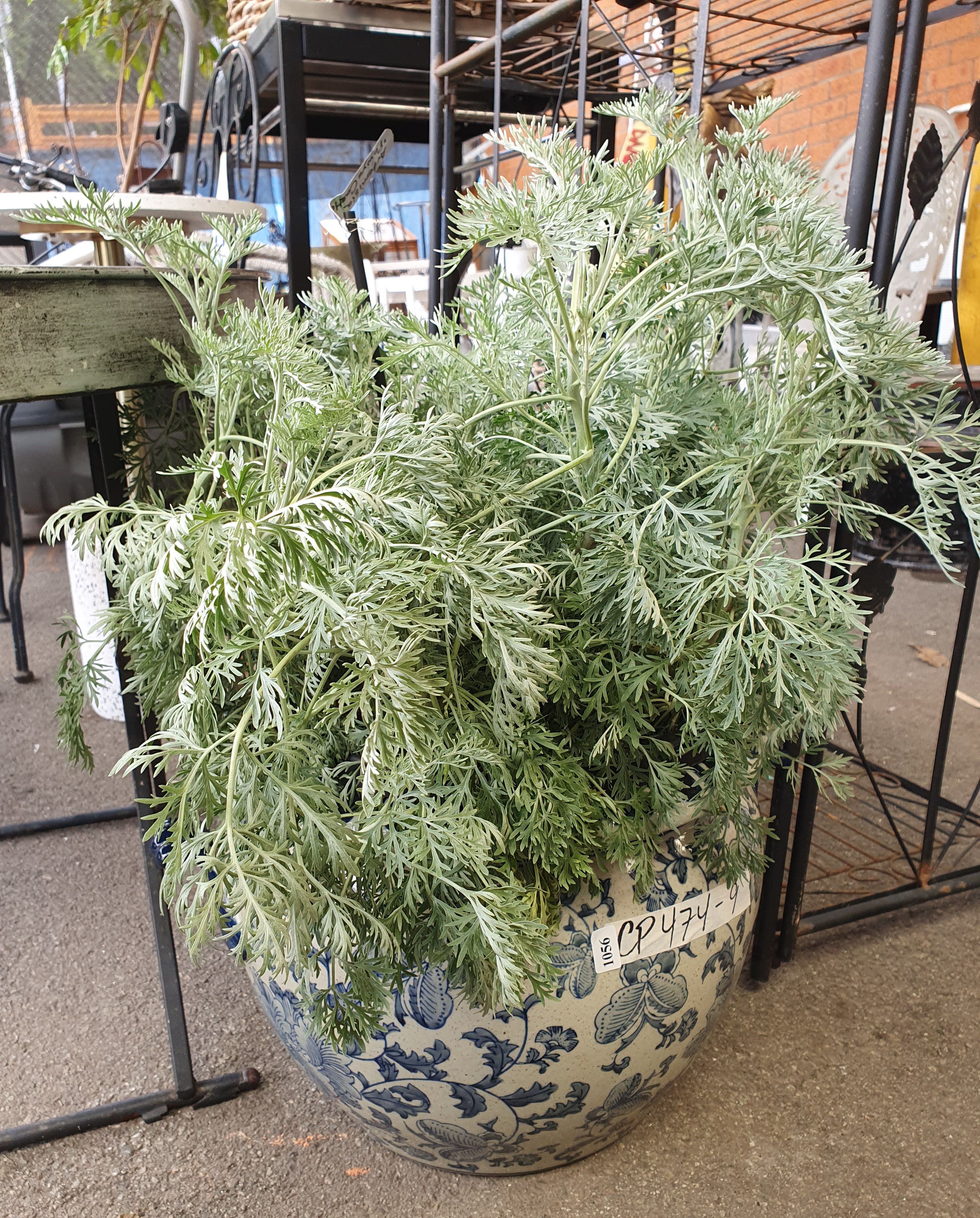 1056 · A POTTED ARTEMISIA POWYS CASTLE