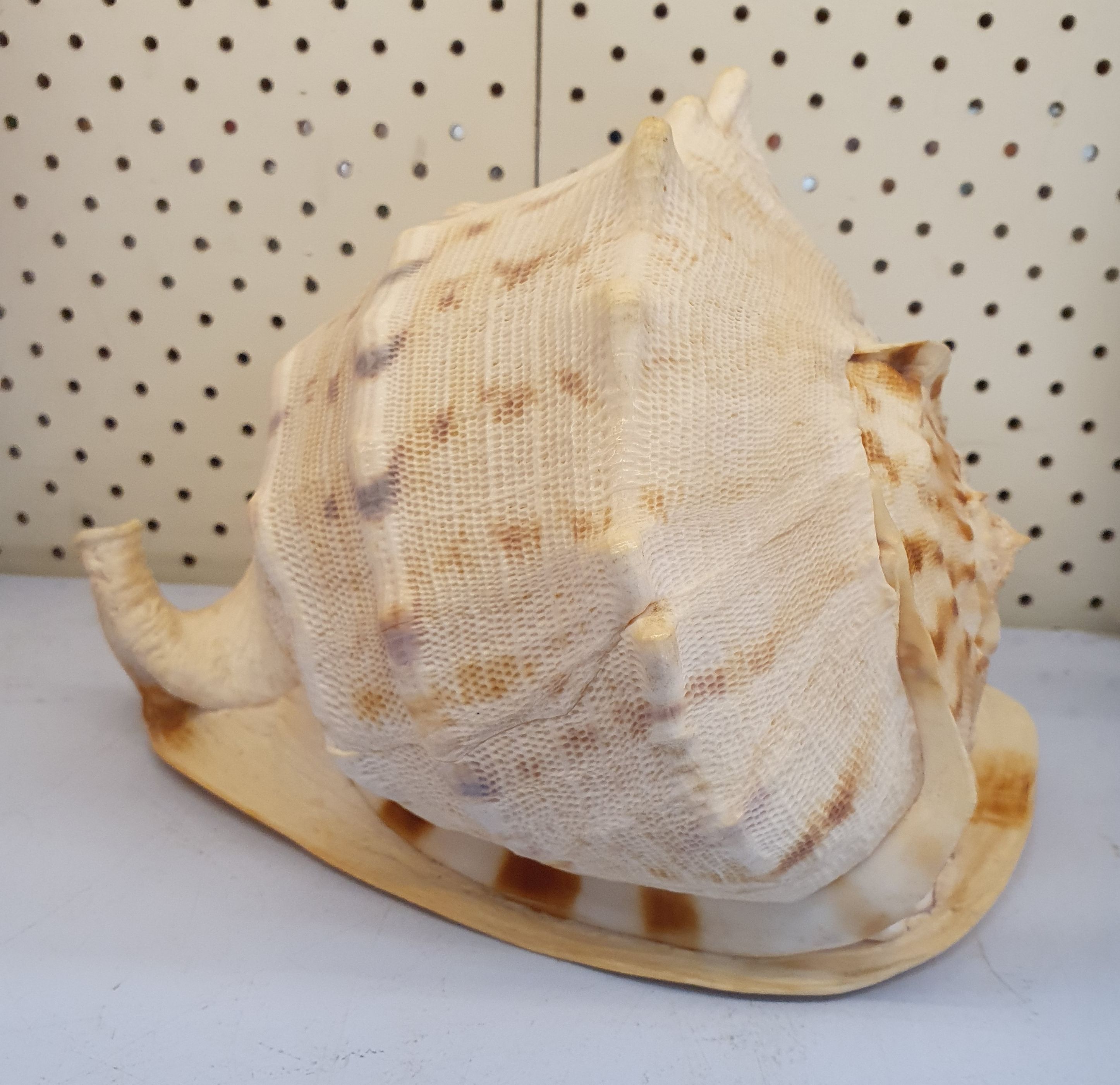 28 · A VERY SMART EXAMPLE OF A LARGE CASSIS CORNUTA (HELMET) SHELL
