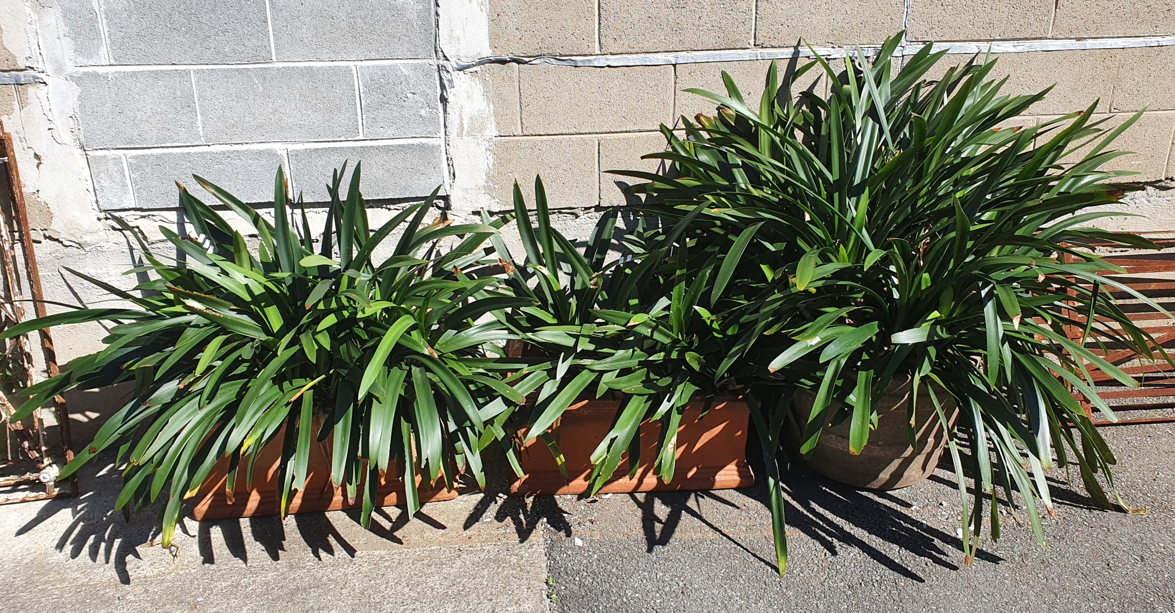 1160 · THREE VARIOUS POTTED CLIVIAS