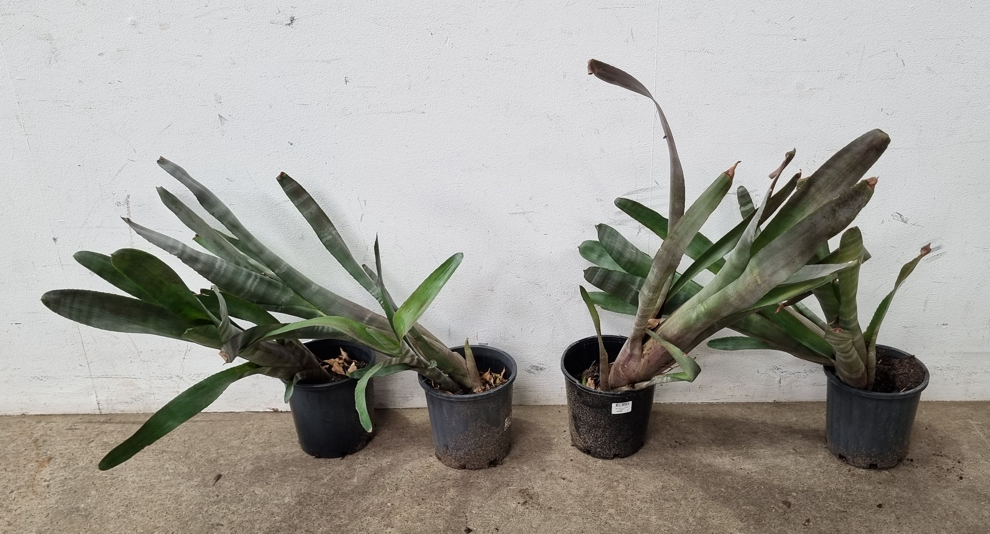 1056 · FOUR BROMELIAD PLANTS