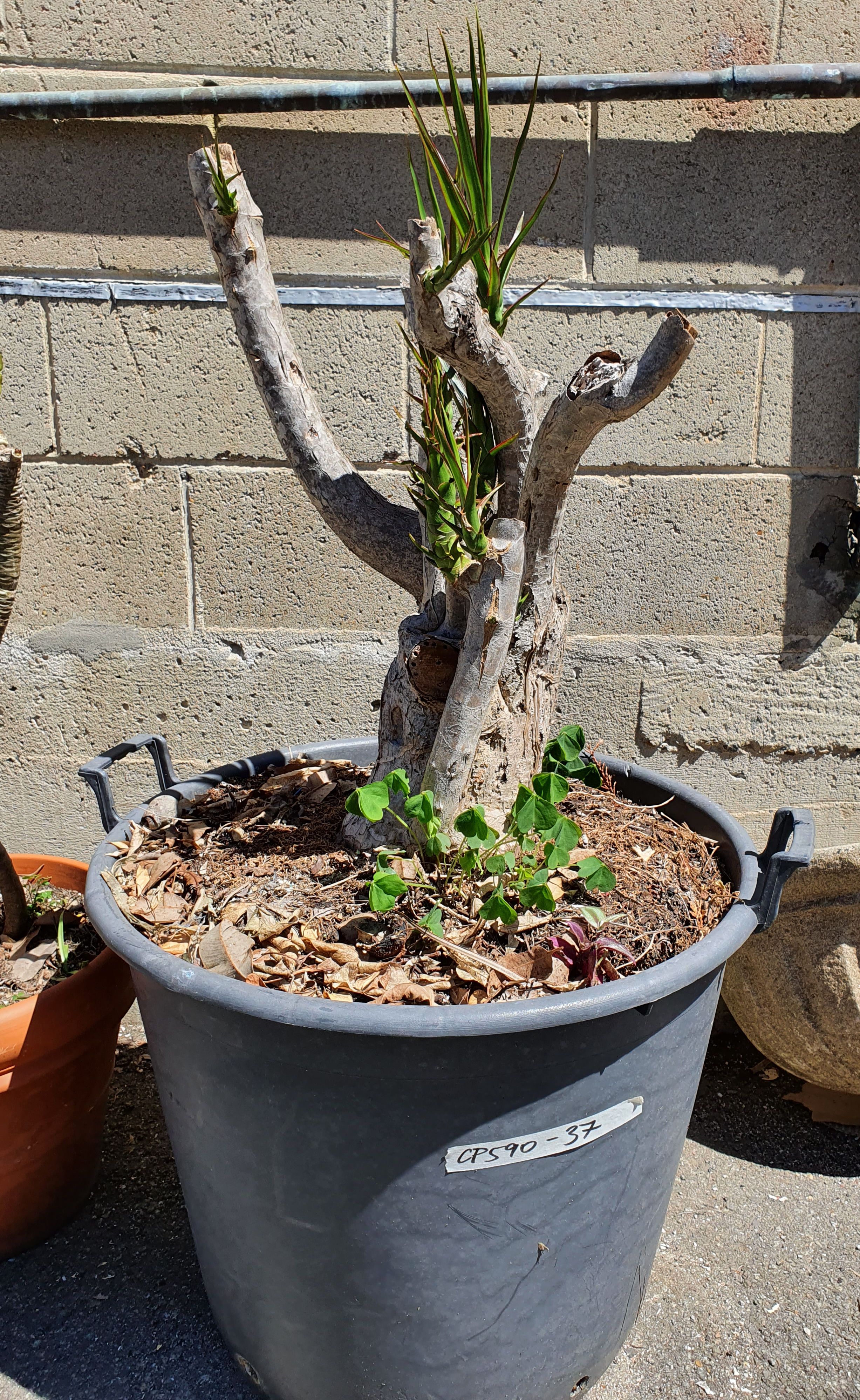 1090 · A POTTED SPINELESS YUCCA PLANT